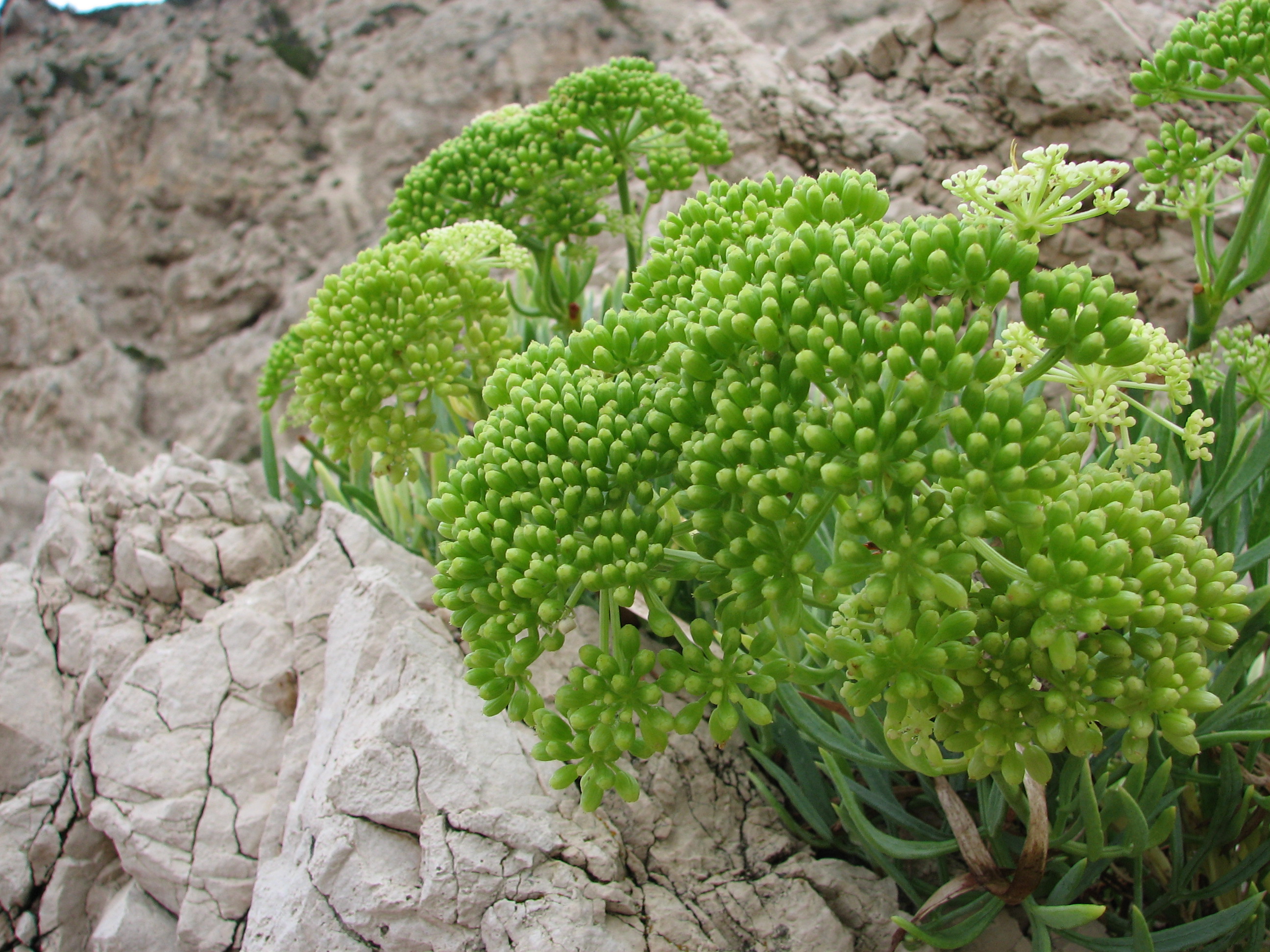 Meerfenchel