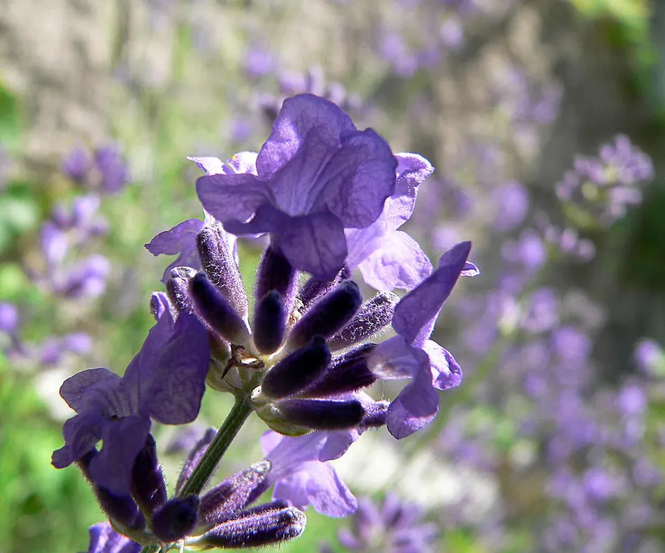 Lavendel-Heilrezepte