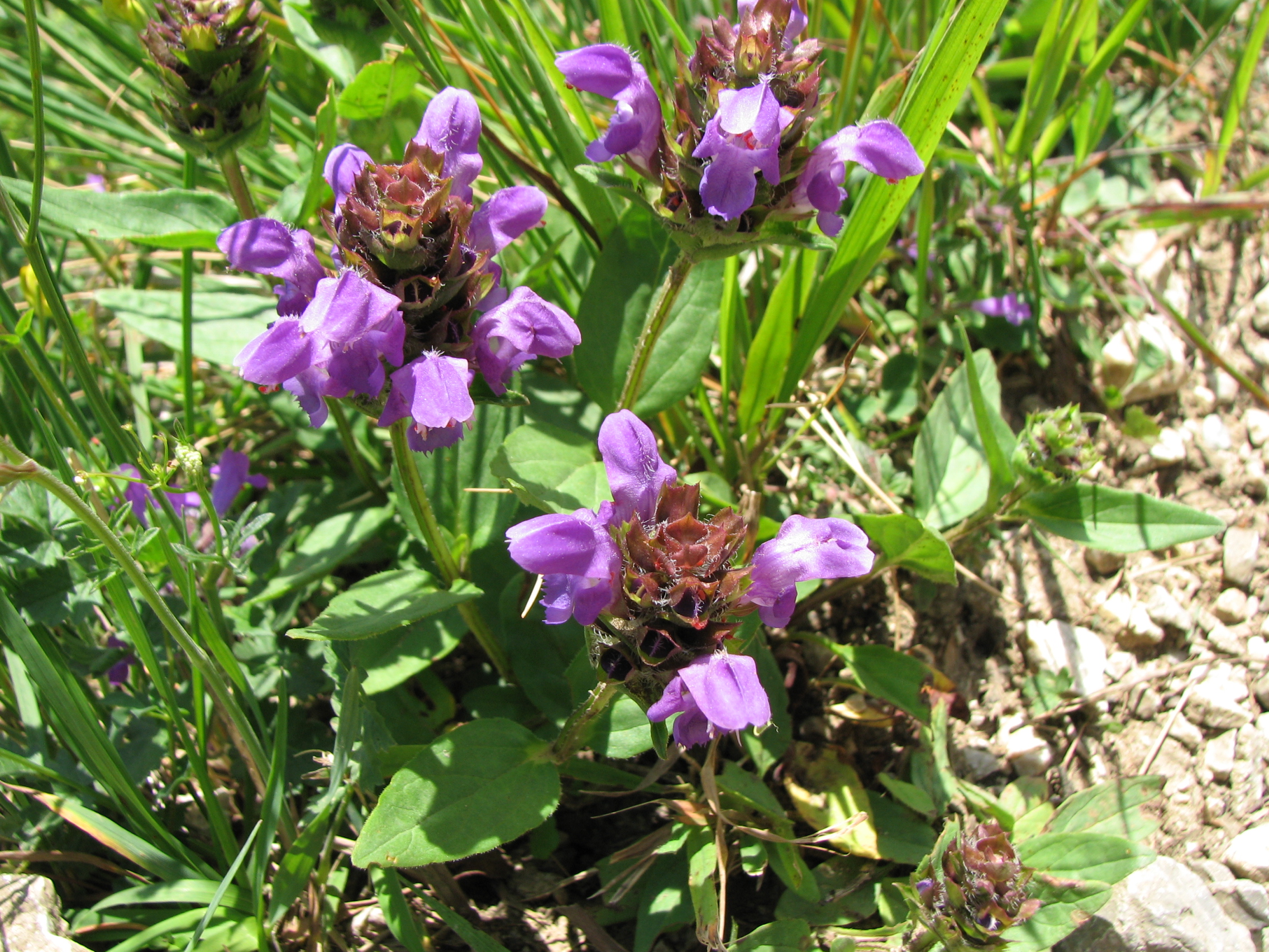 Großblütige Braunelle