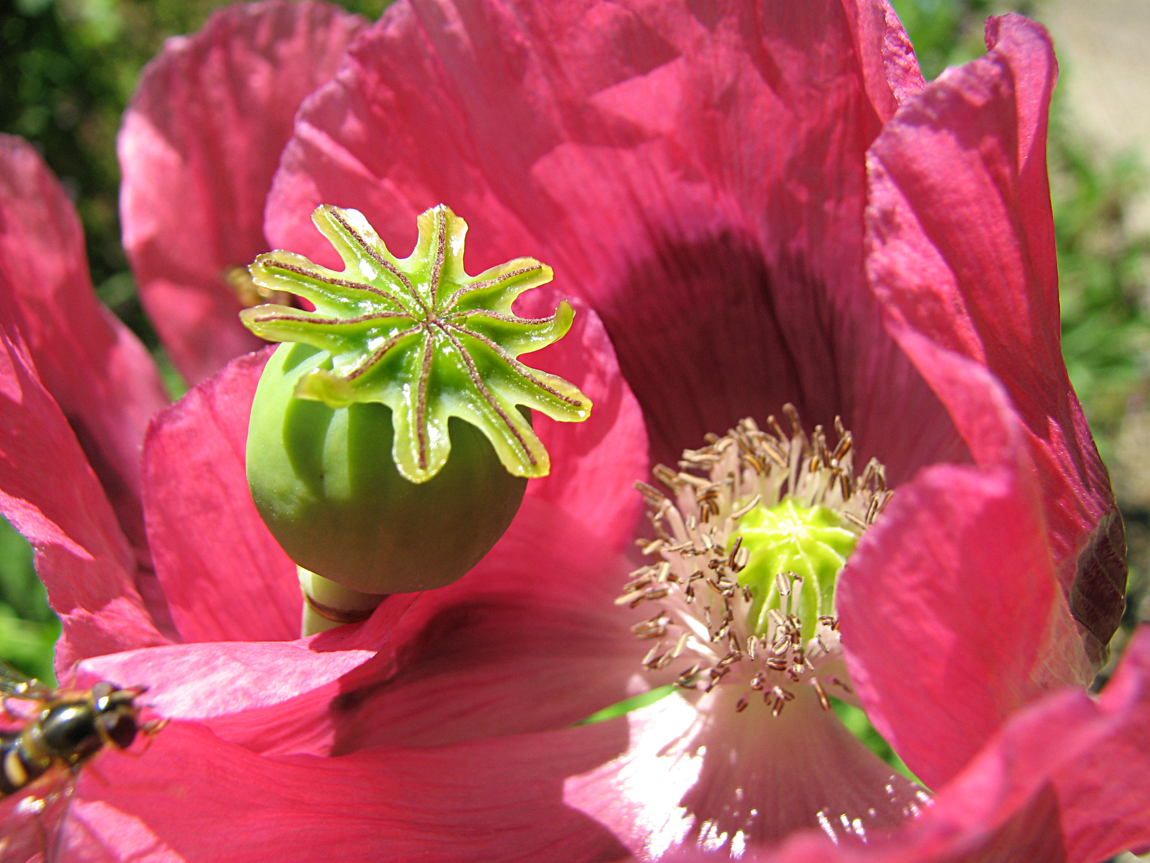 Schlafmohn