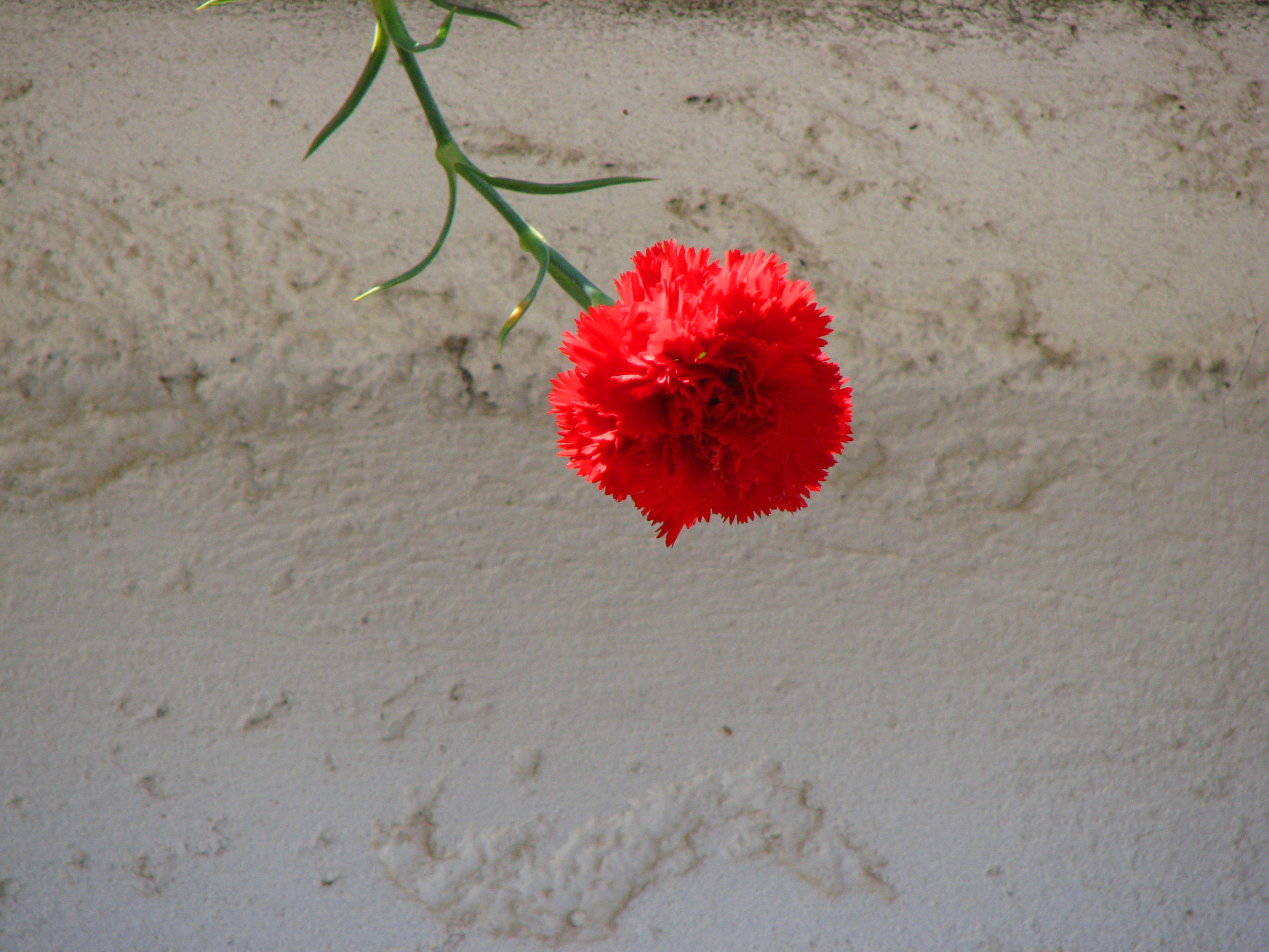 Edelnelke, Gartennelke, Landnelke, Topfnelke