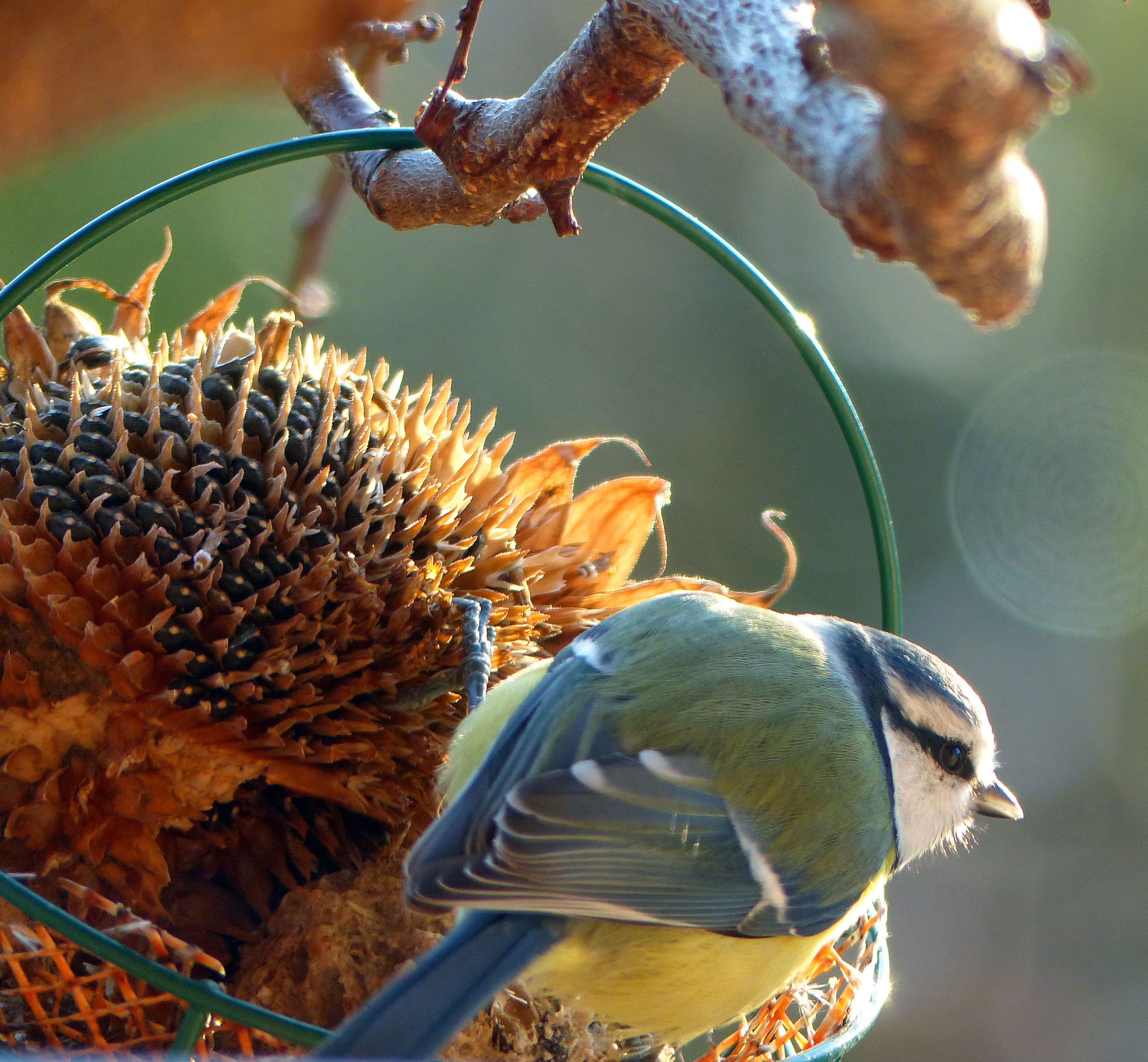 Vogelfutter selber machen