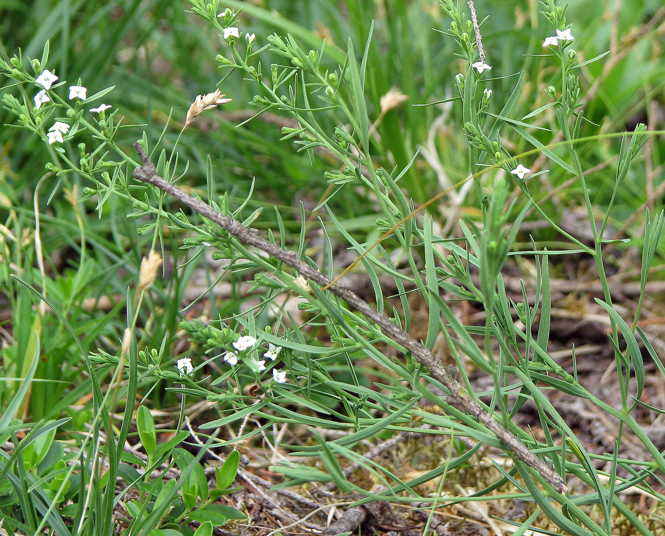Alpenleinblatt