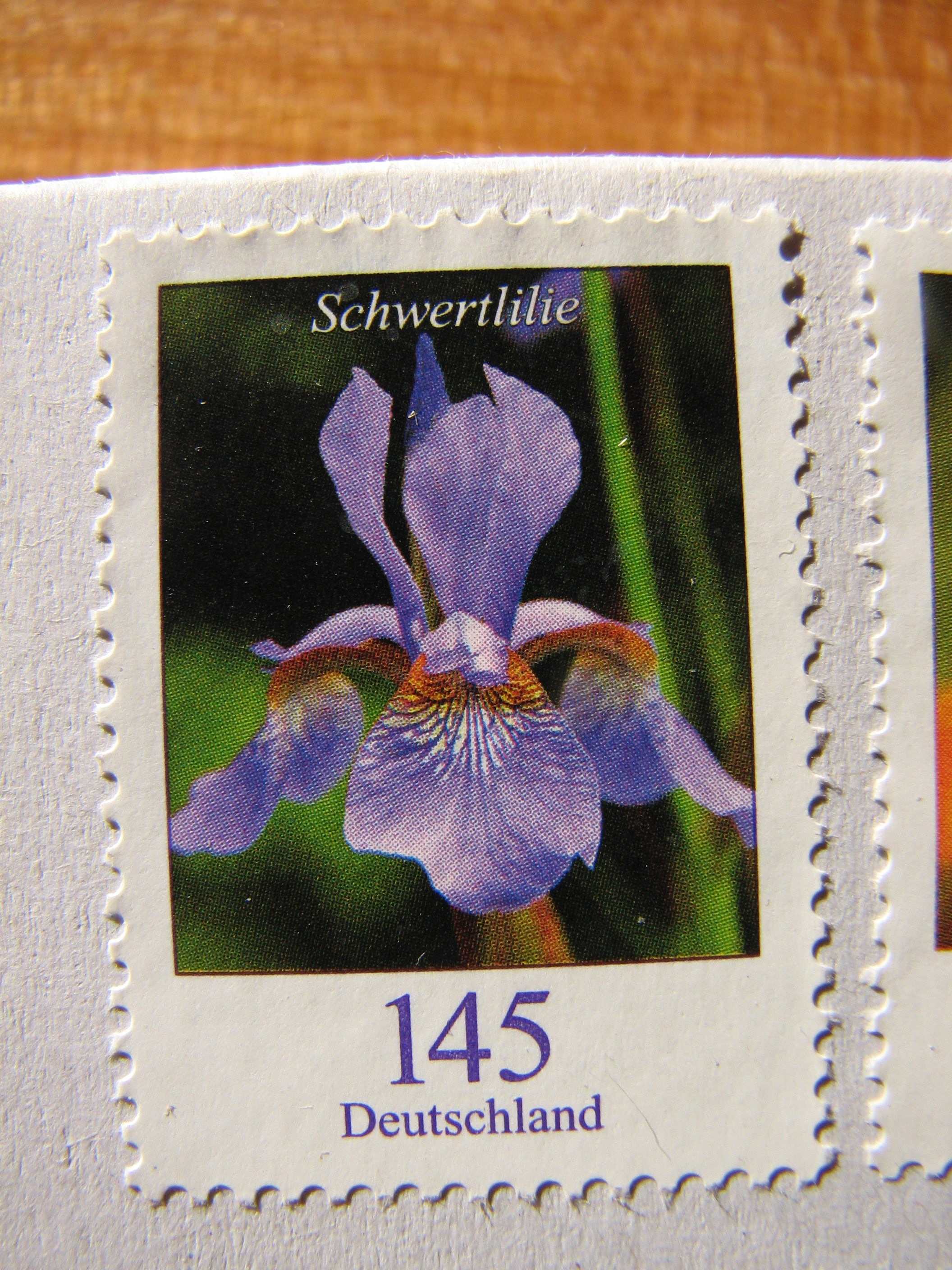 Sibirische Schwertlilie