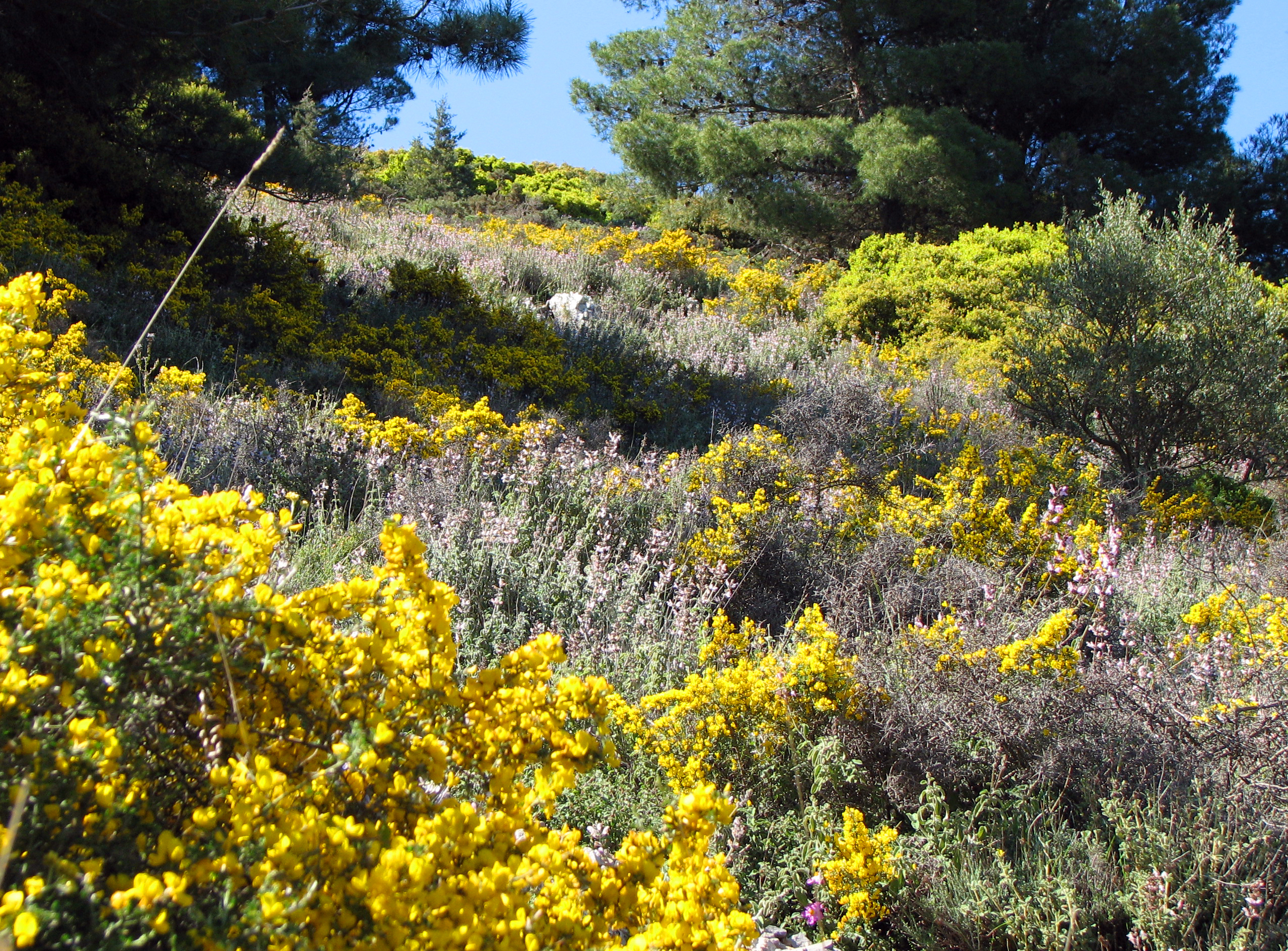 Behaarter Dornginster