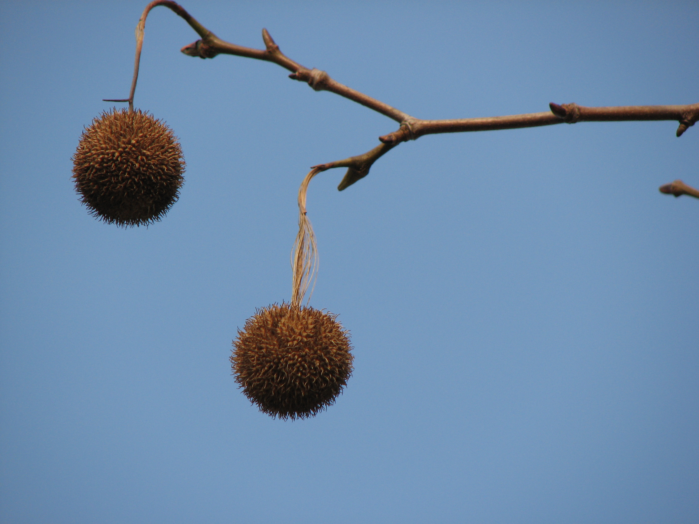 Morgenländische Platane