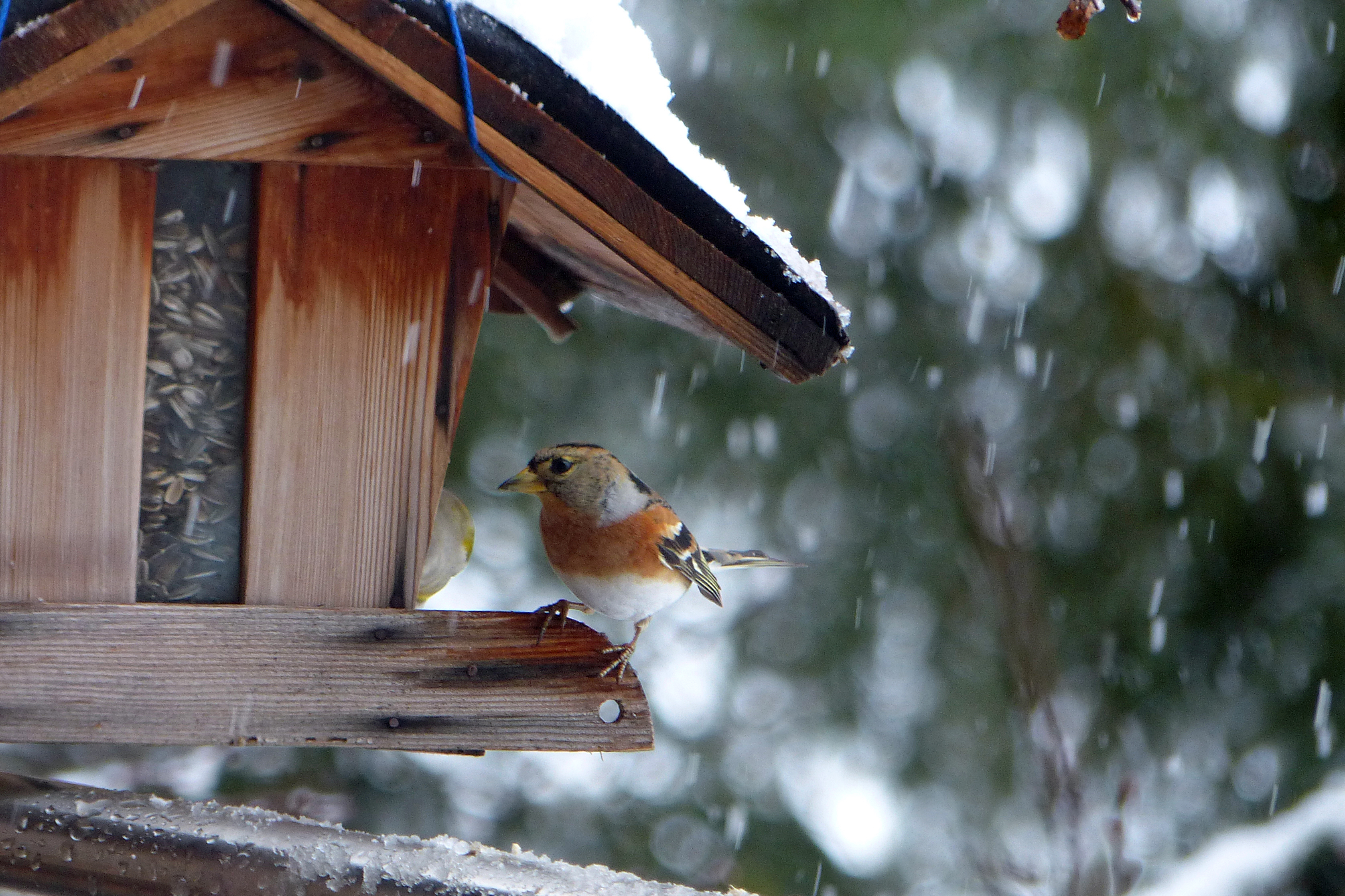 Vogelfutter selber machen