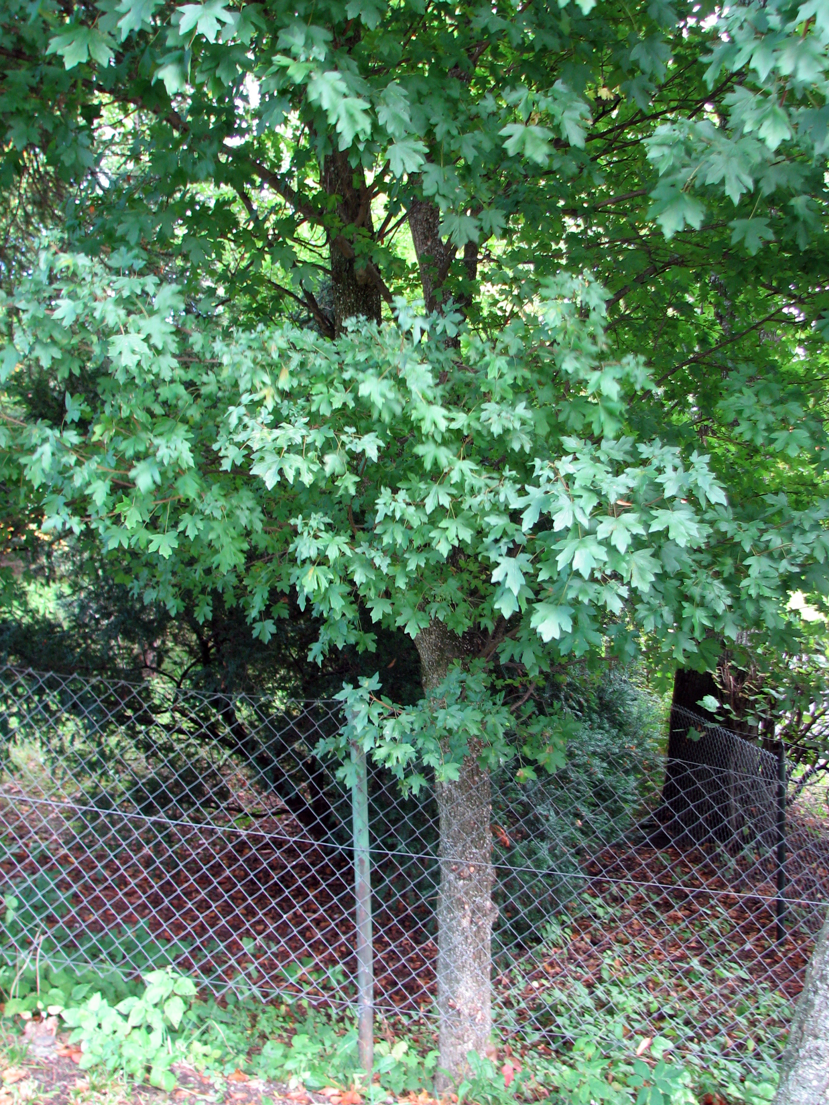 Feldahorn