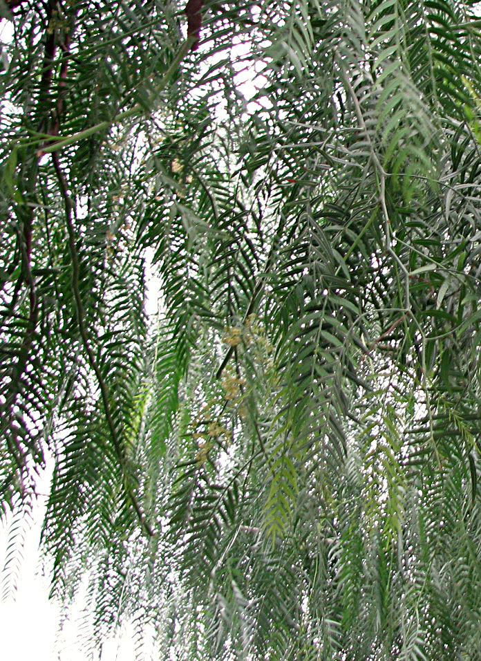 Peruanischer Pfefferbaum