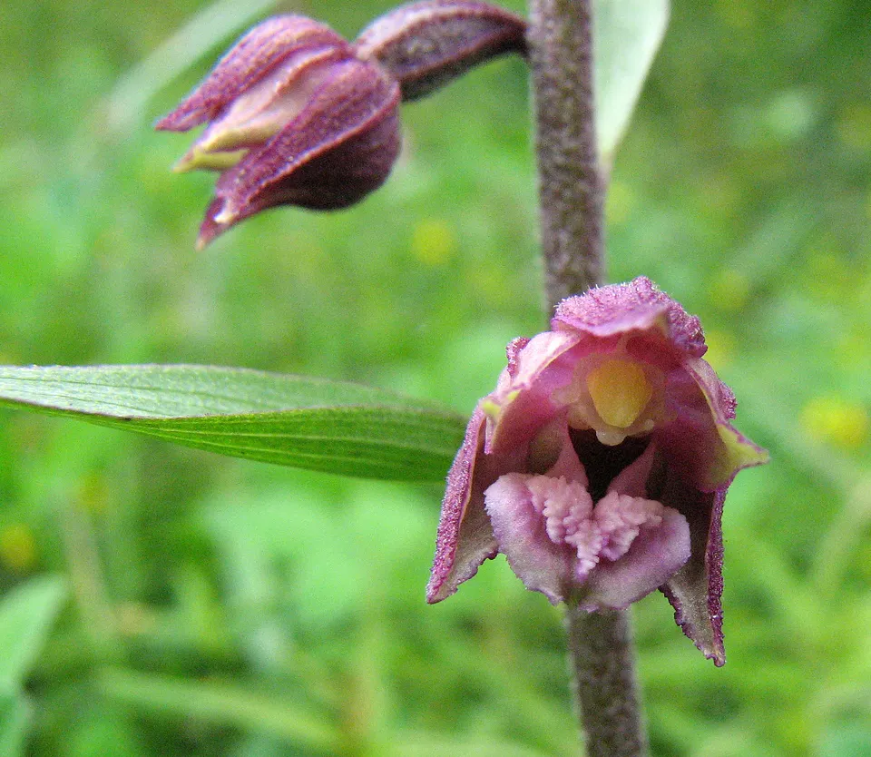 Braunrote Stendelwurz