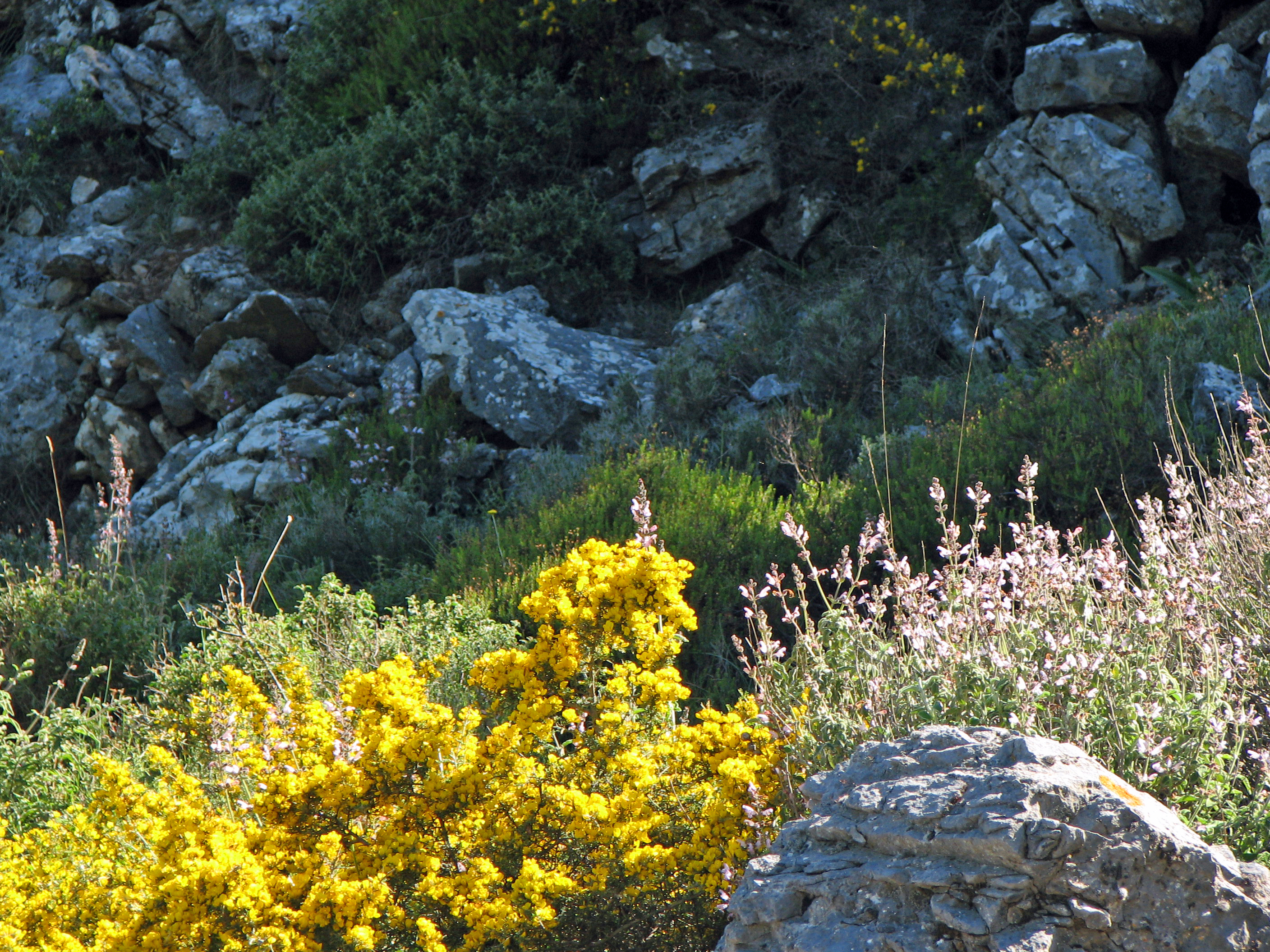 Behaarter Dornginster