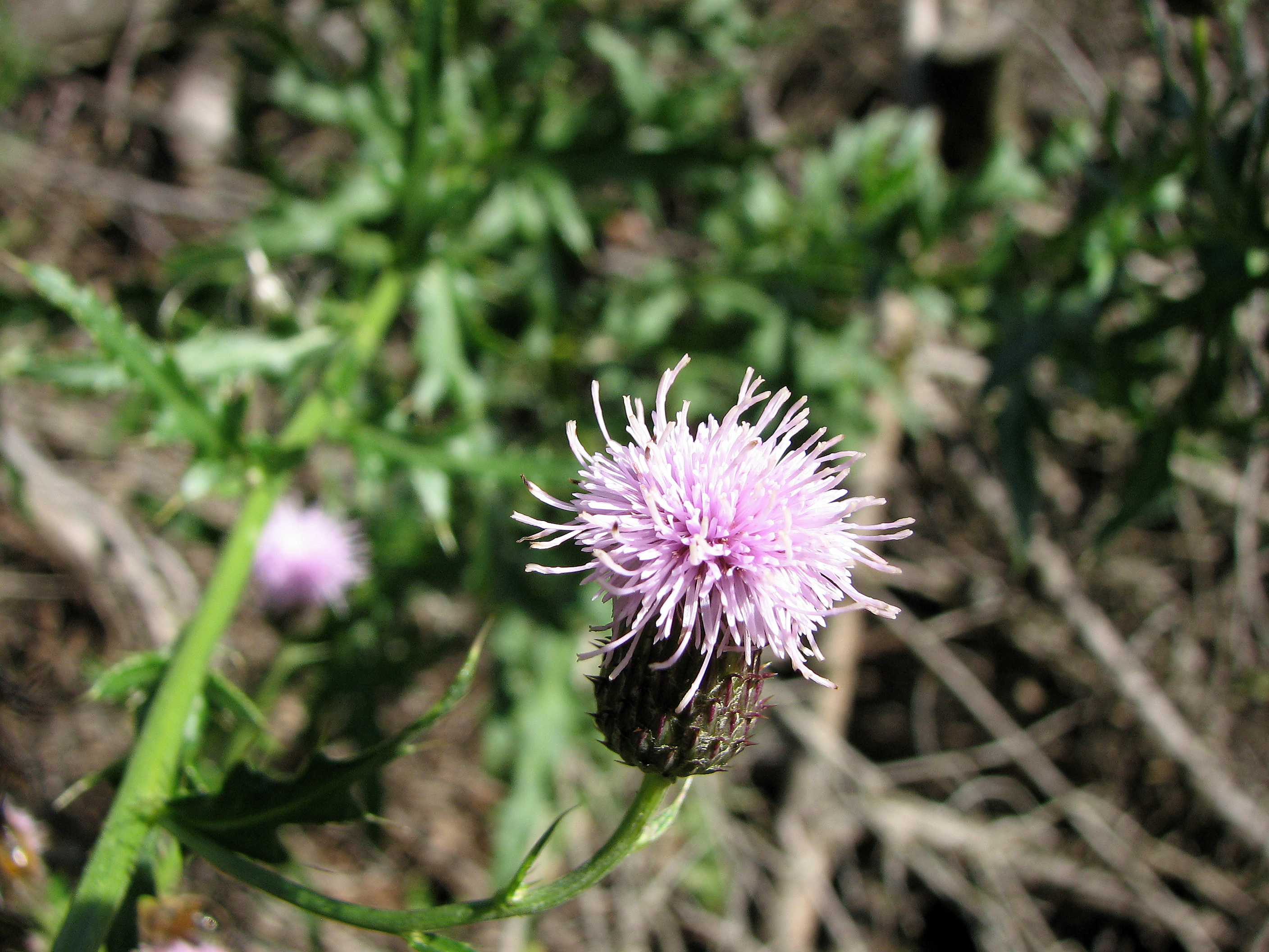 Ackerkratzdistel