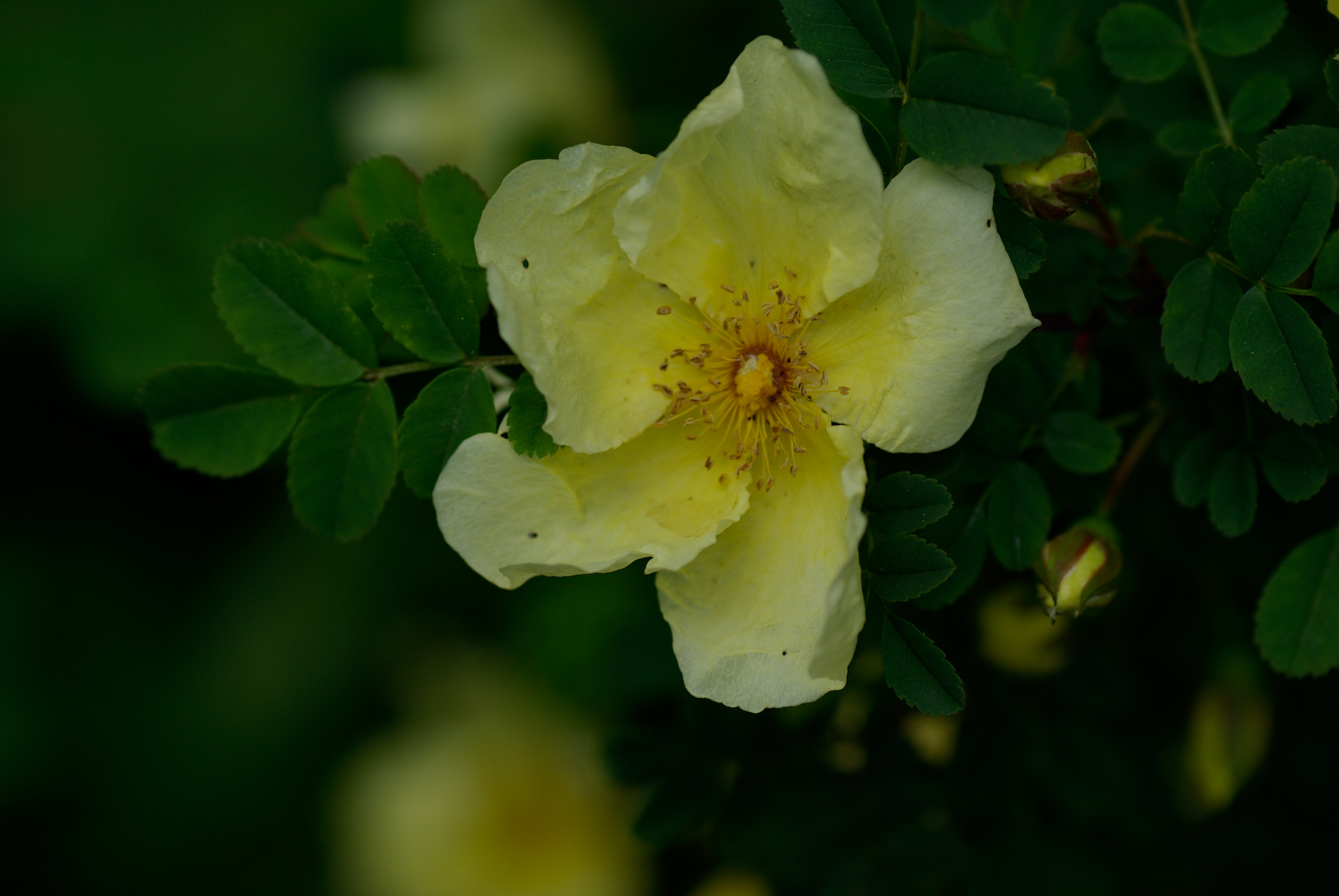 Chinesische Goldrose-Wildrose
