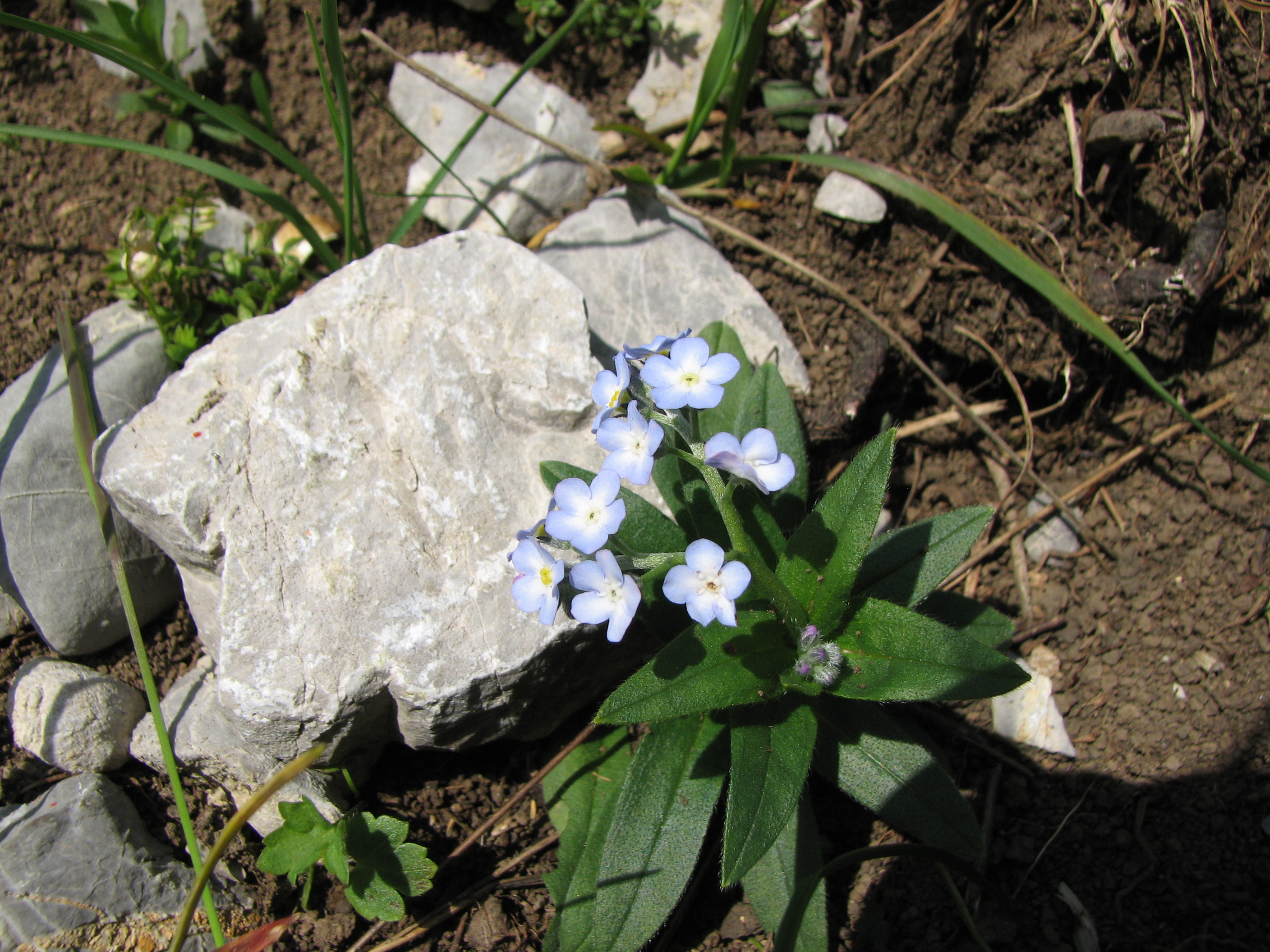 Alpenvergissmeinnicht