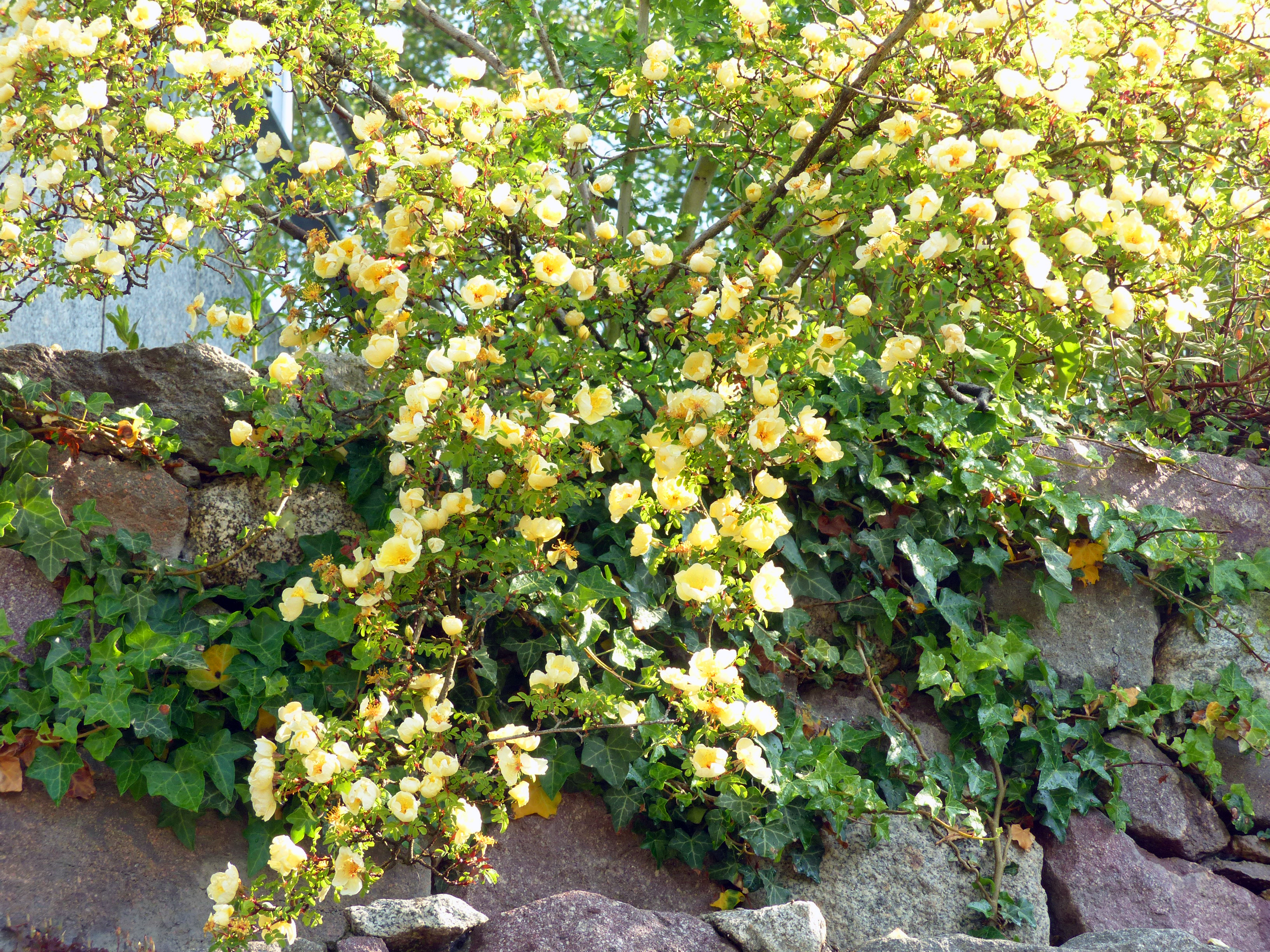 Chinesische Goldrose-Wildrose