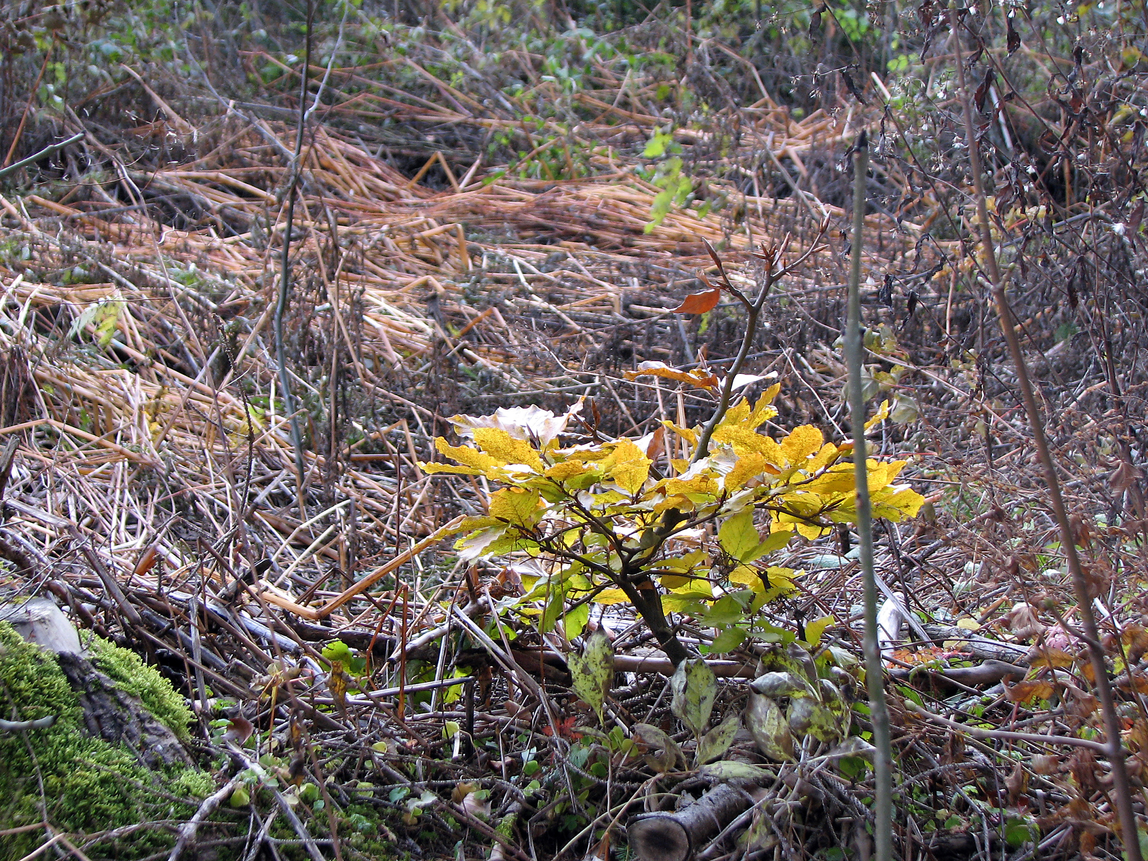 Drüsiges Springkraut