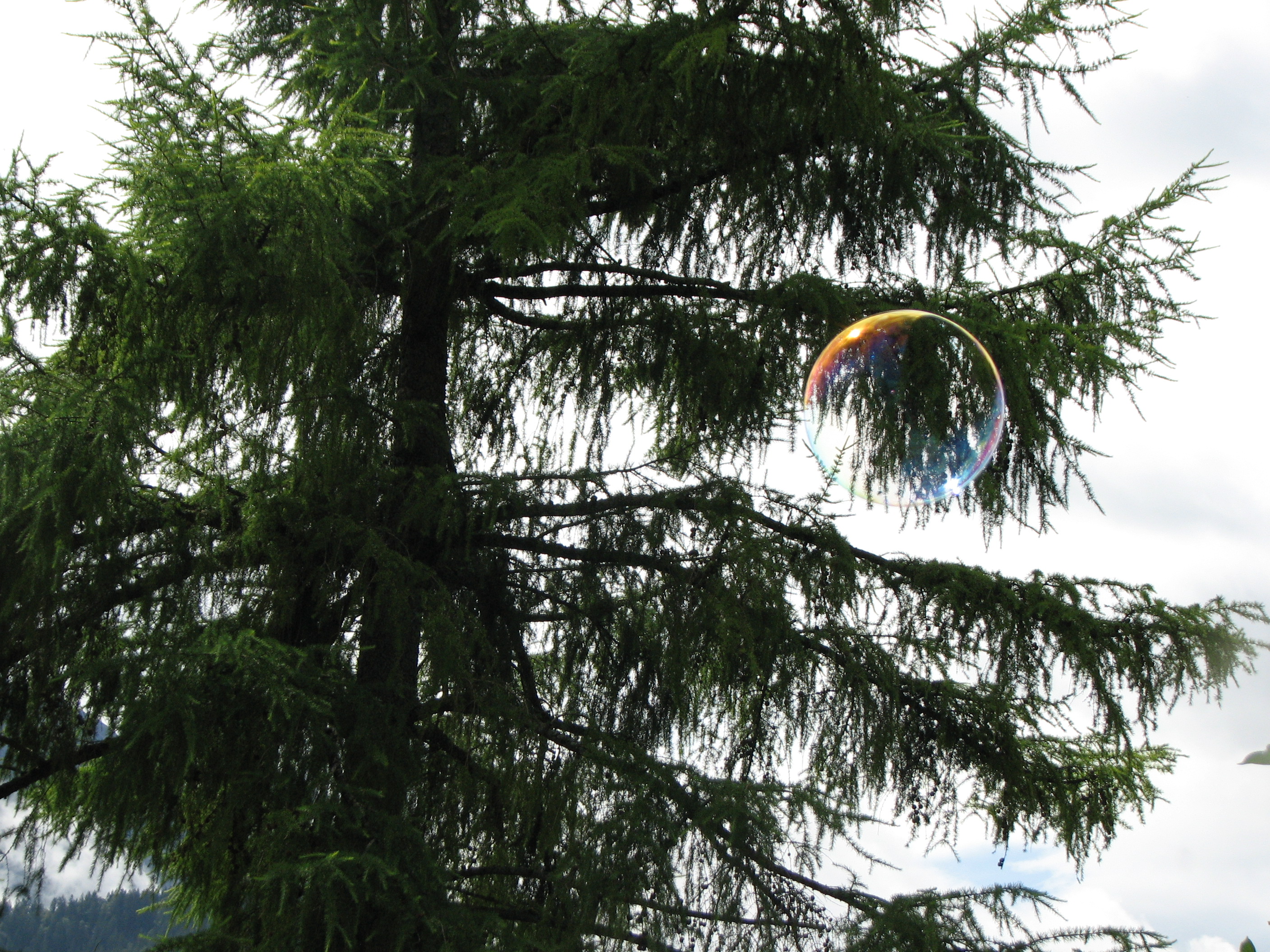 Europäische Lärche