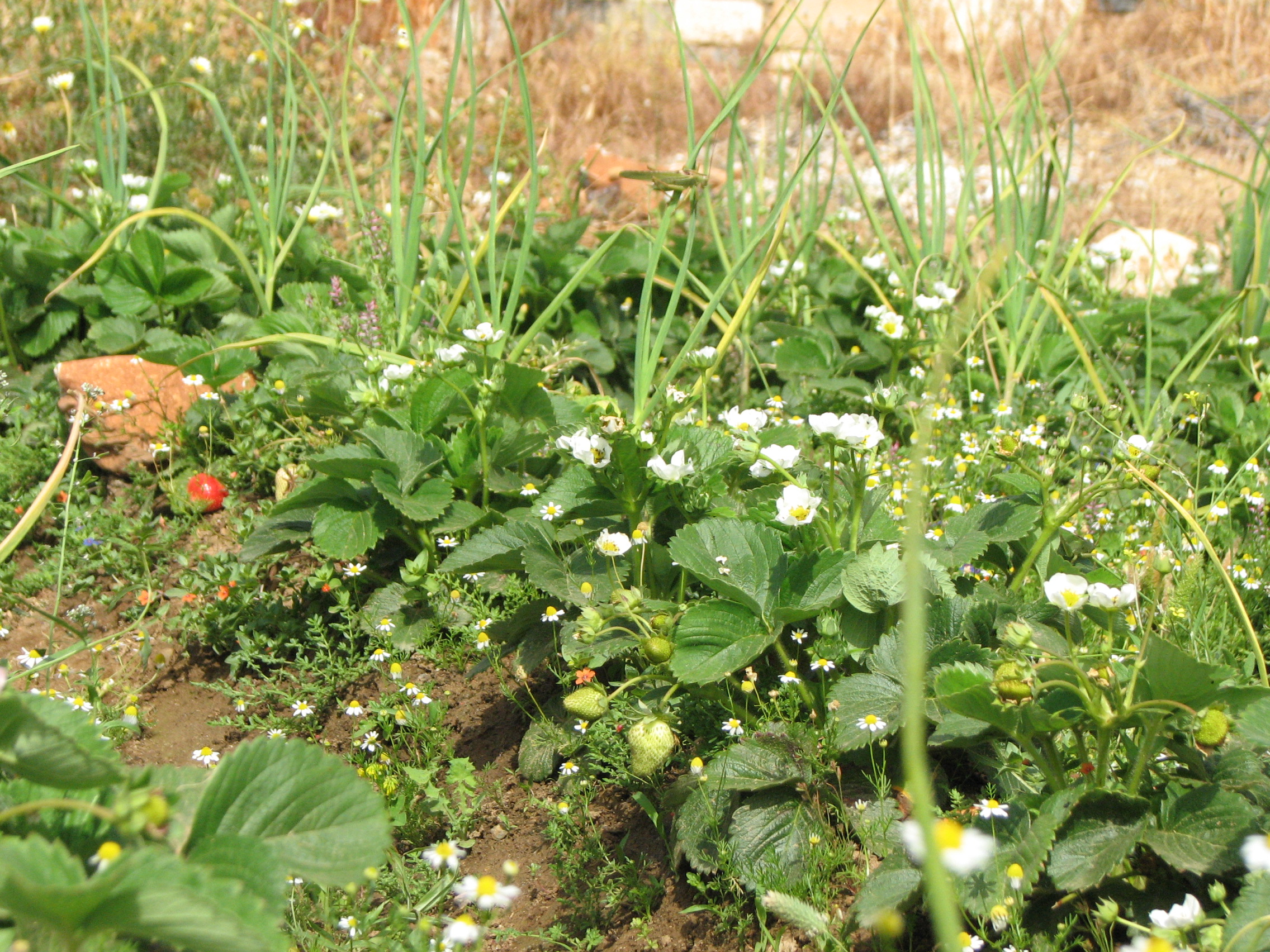 Gartenerdbeere