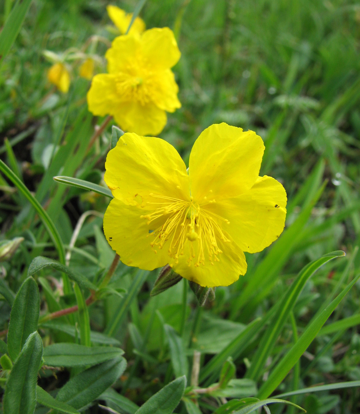 Gelbes Sonnenröschen