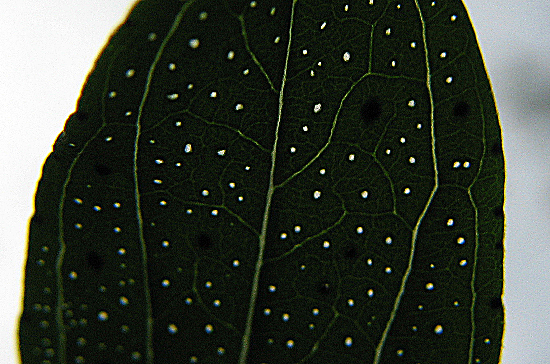 Echtes Johanniskraut