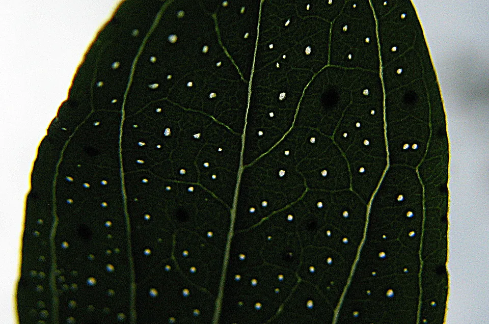 Echtes Johanniskraut