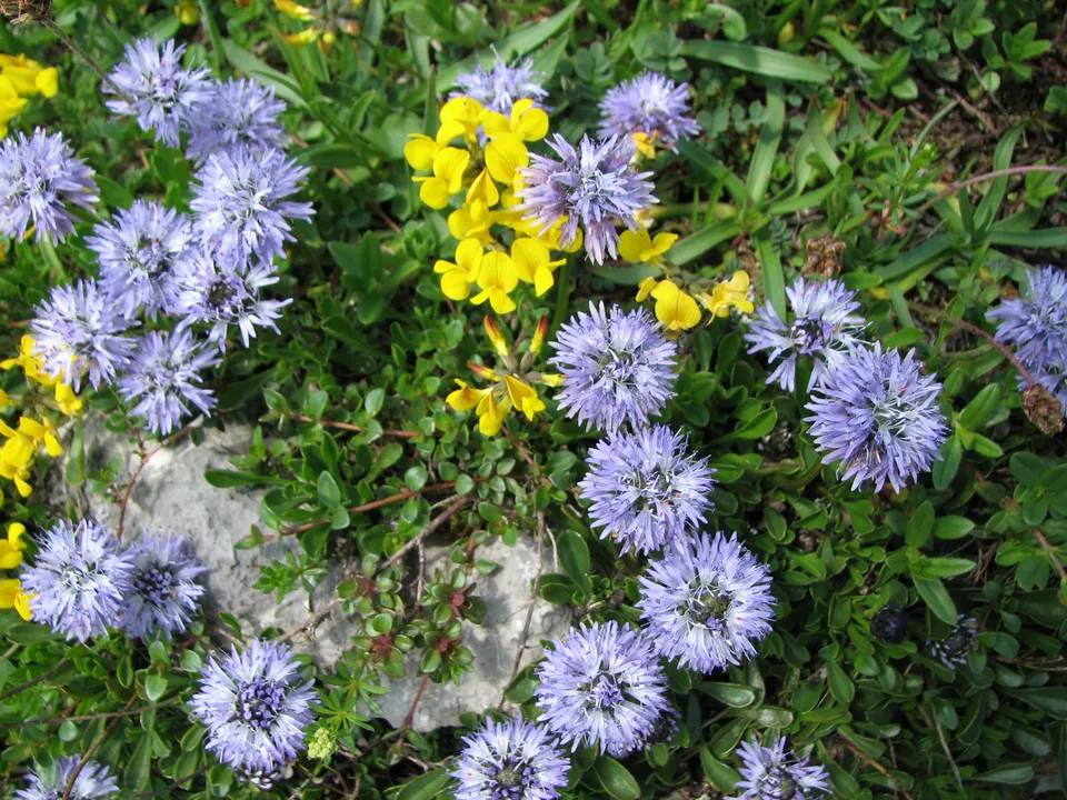 Kriechende Kugelblume