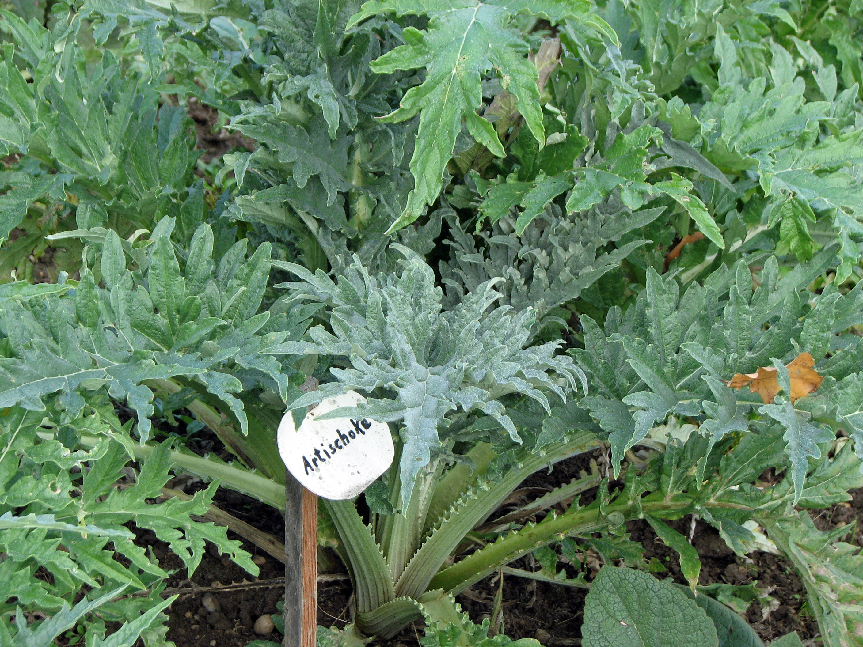 Artischocke