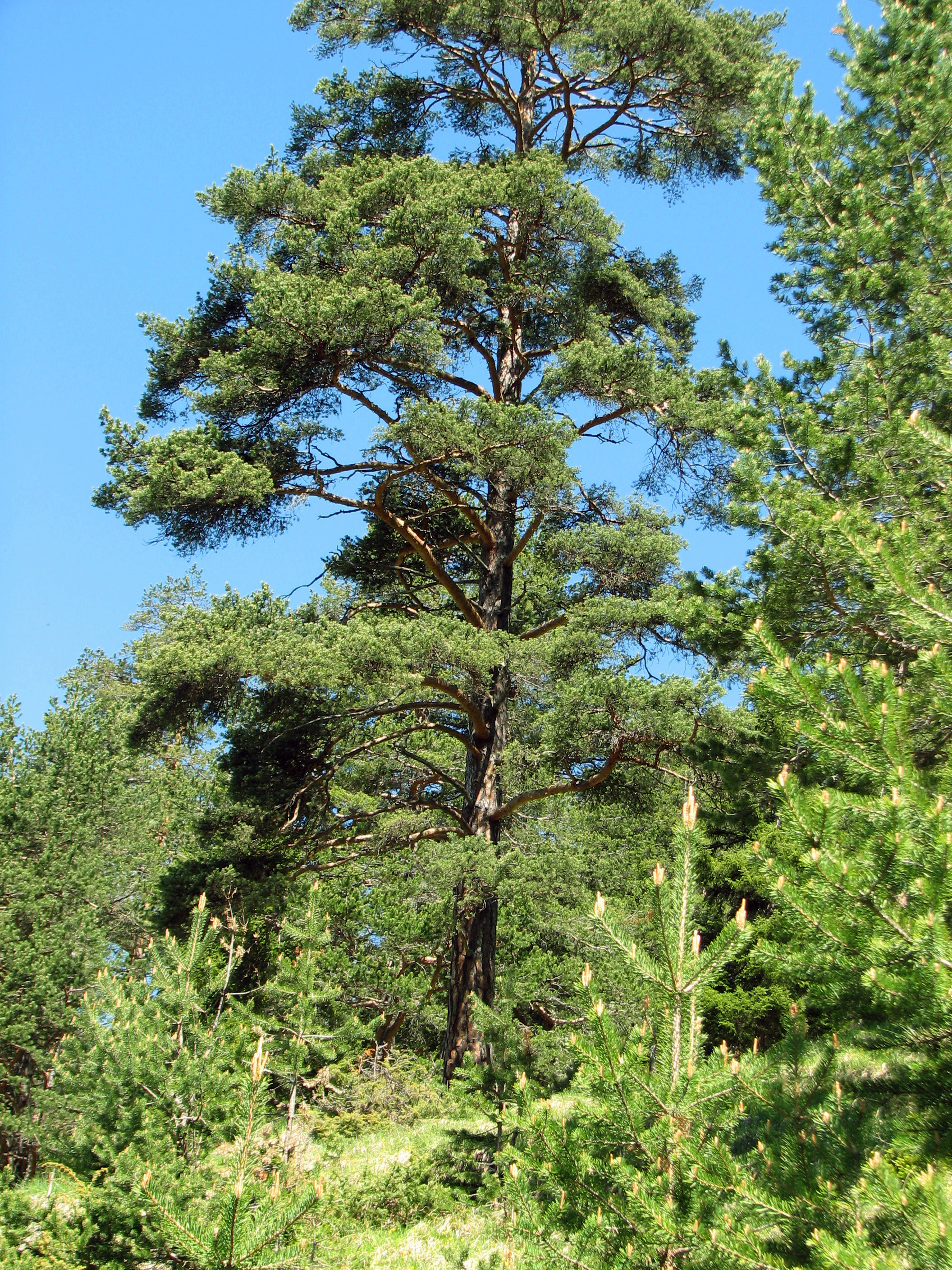 Österreichische Schwarzkiefer