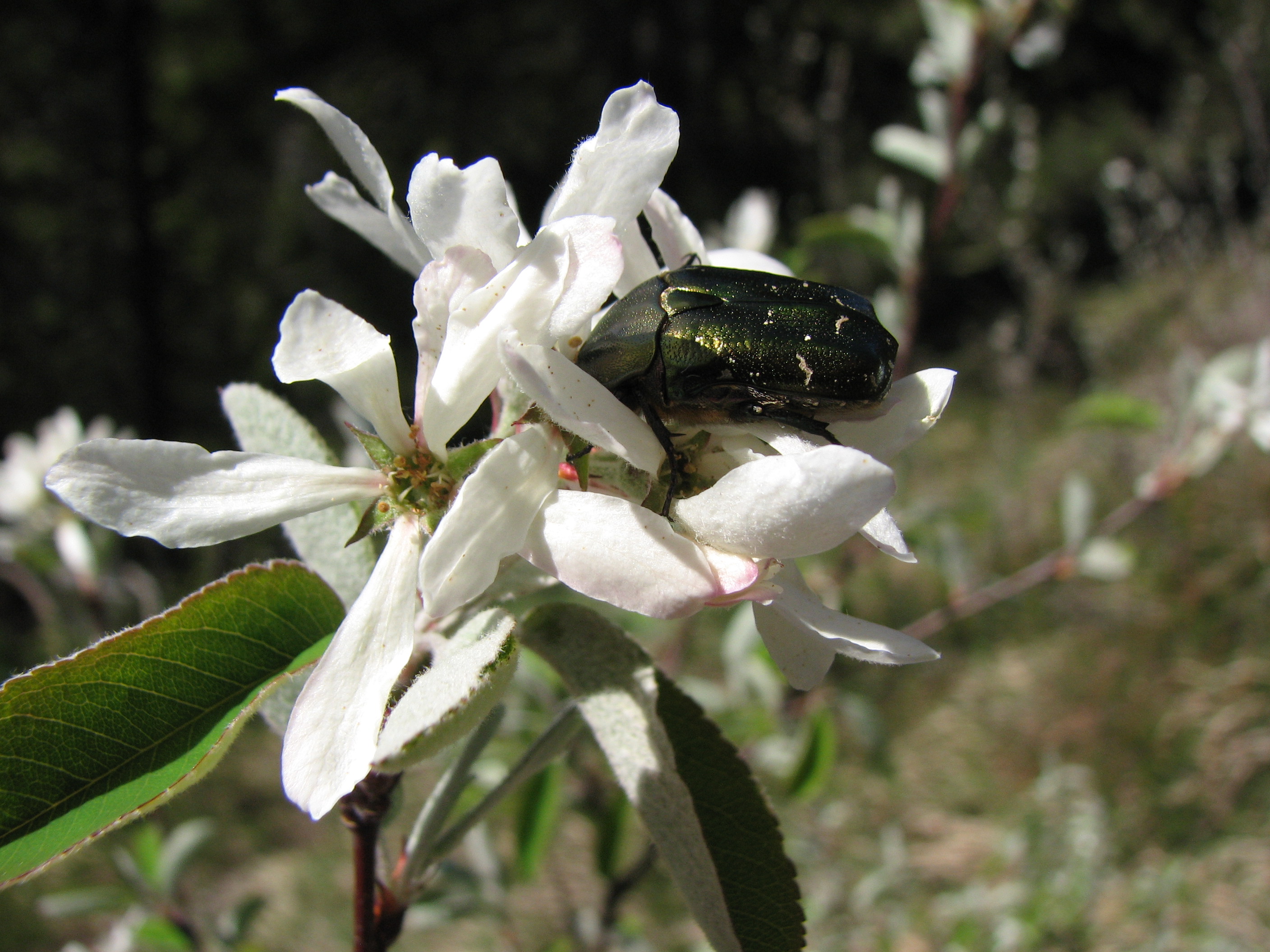 Gewöhnliche Felsenbirne