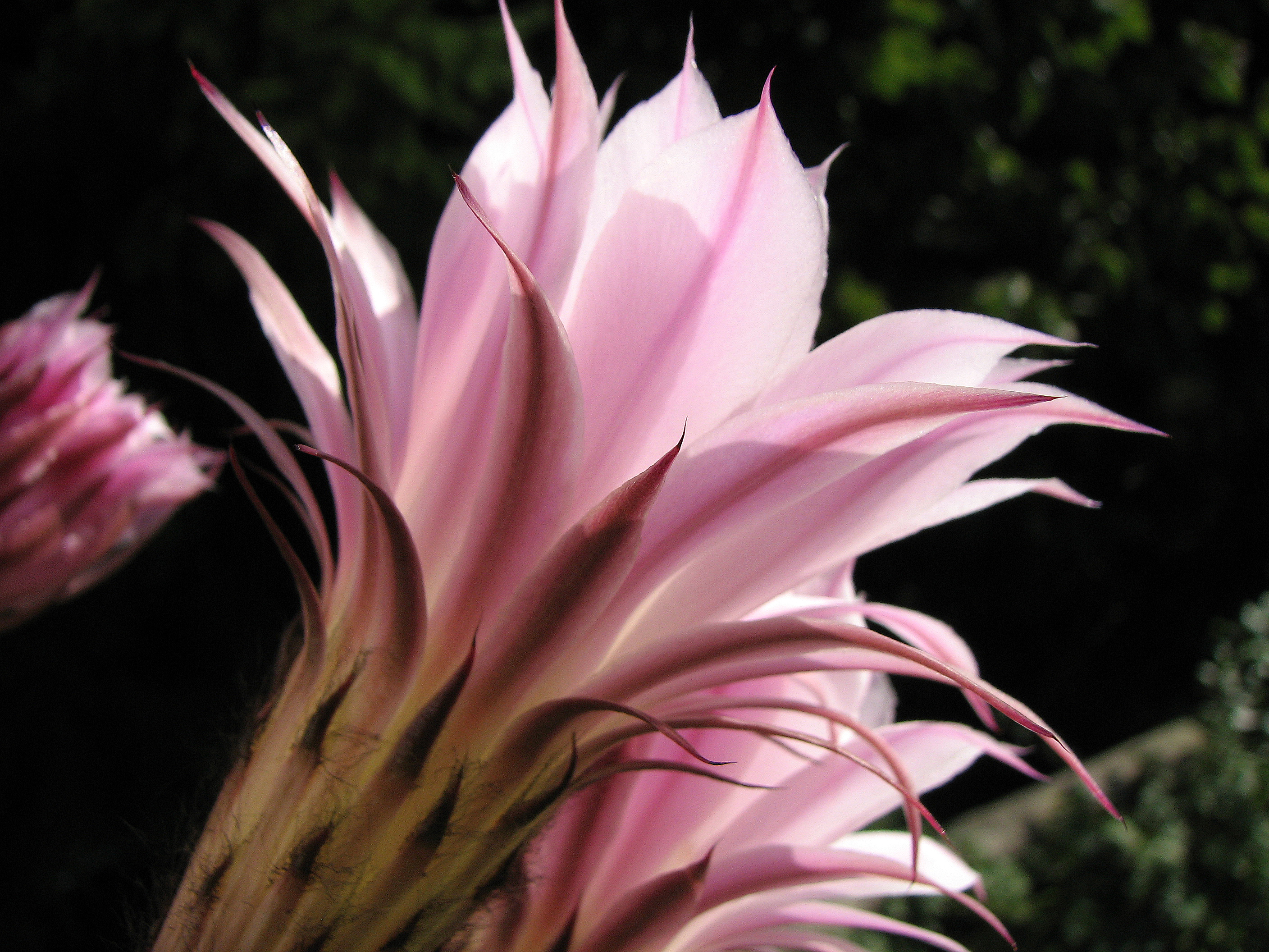 Falsche Königin der Nacht