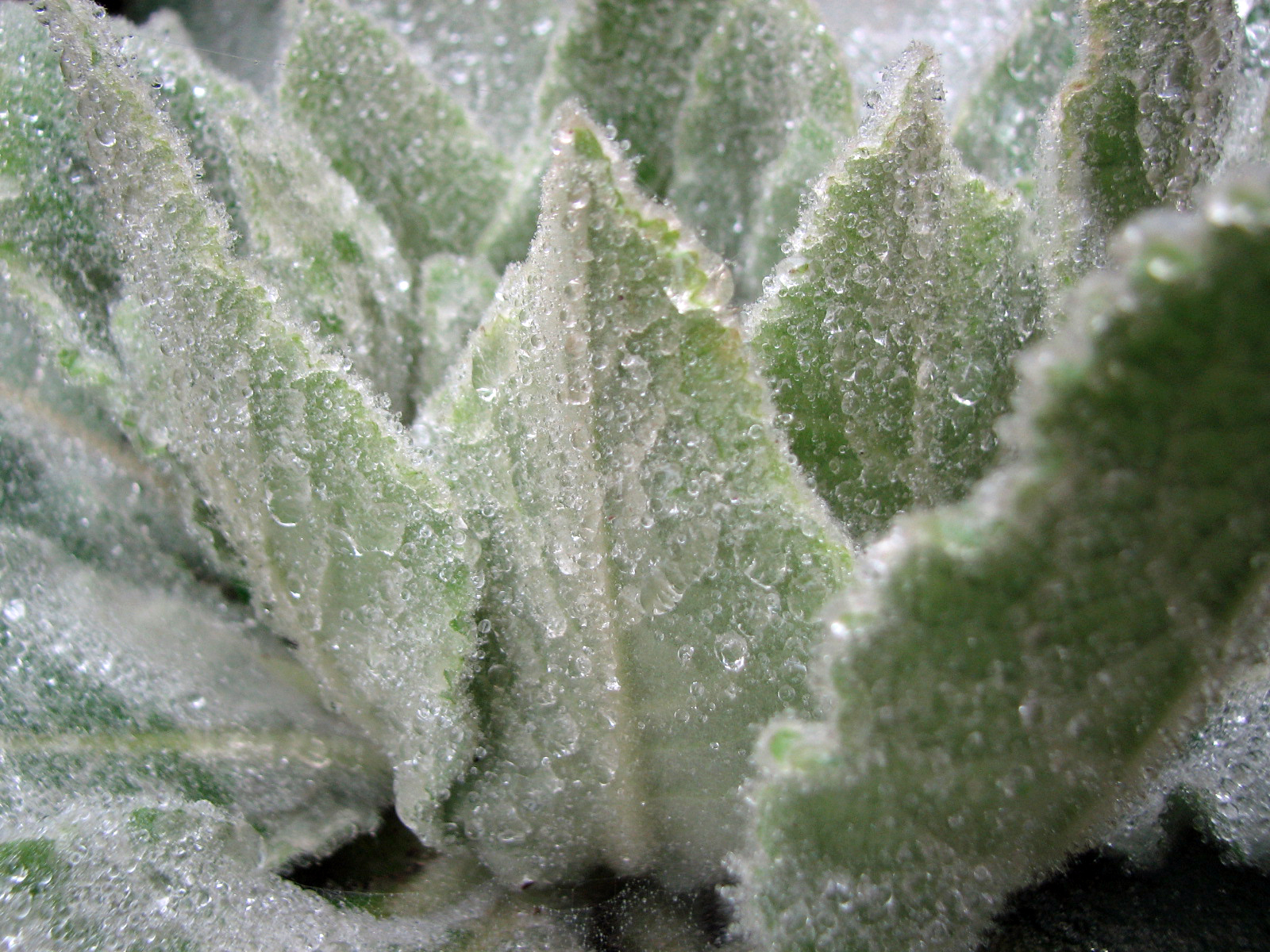 Kleinblütige Königskerze