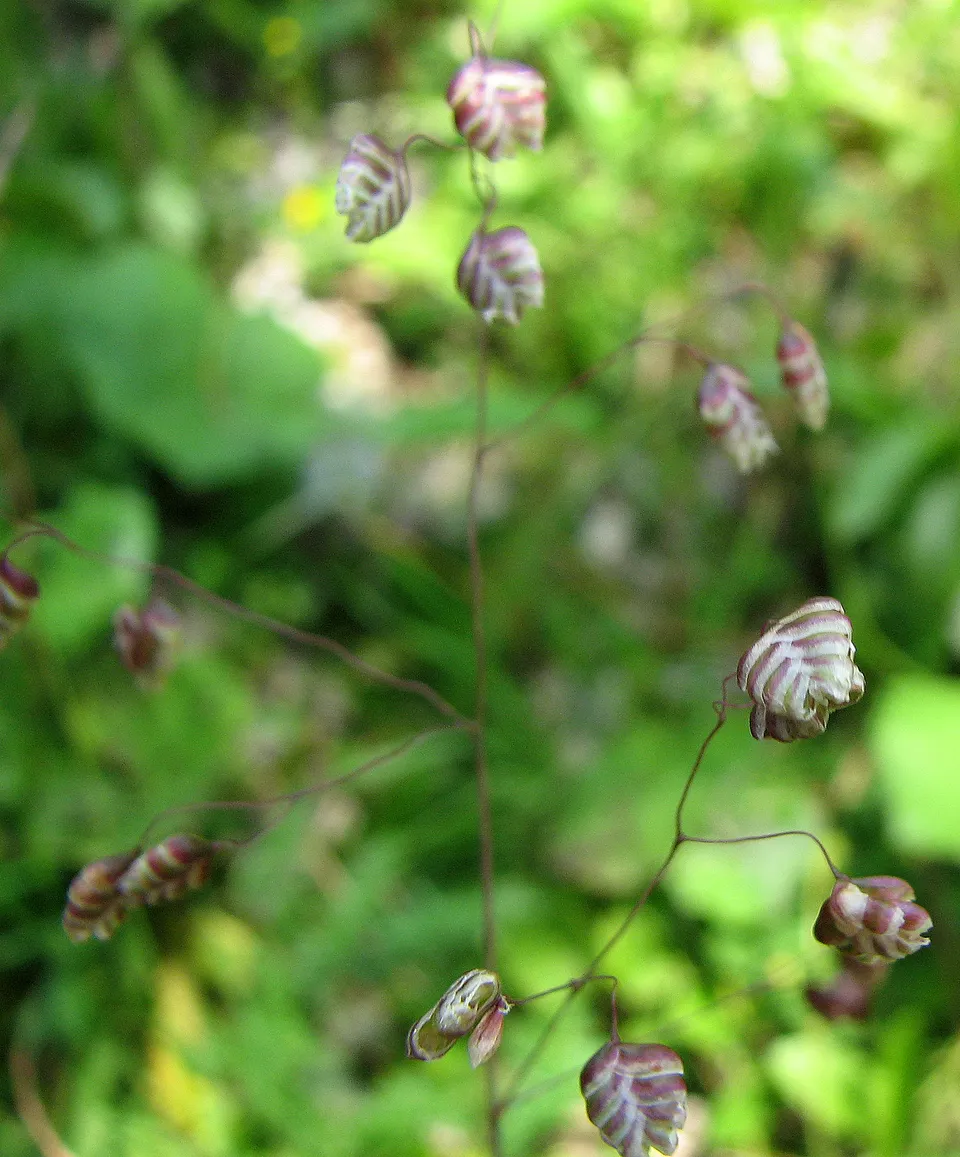 Gewöhnliches Zittergras