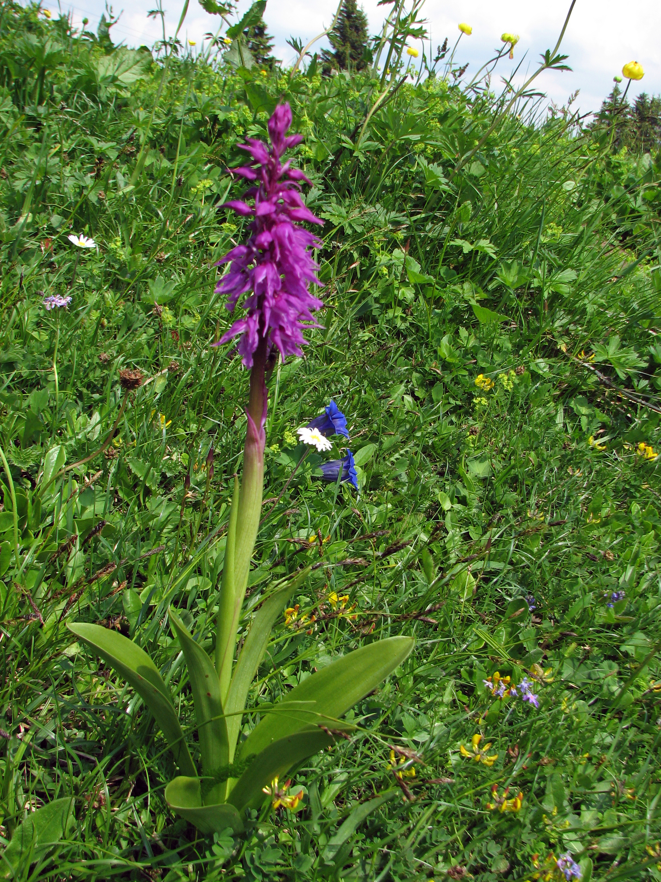 Männliches Knabenkraut