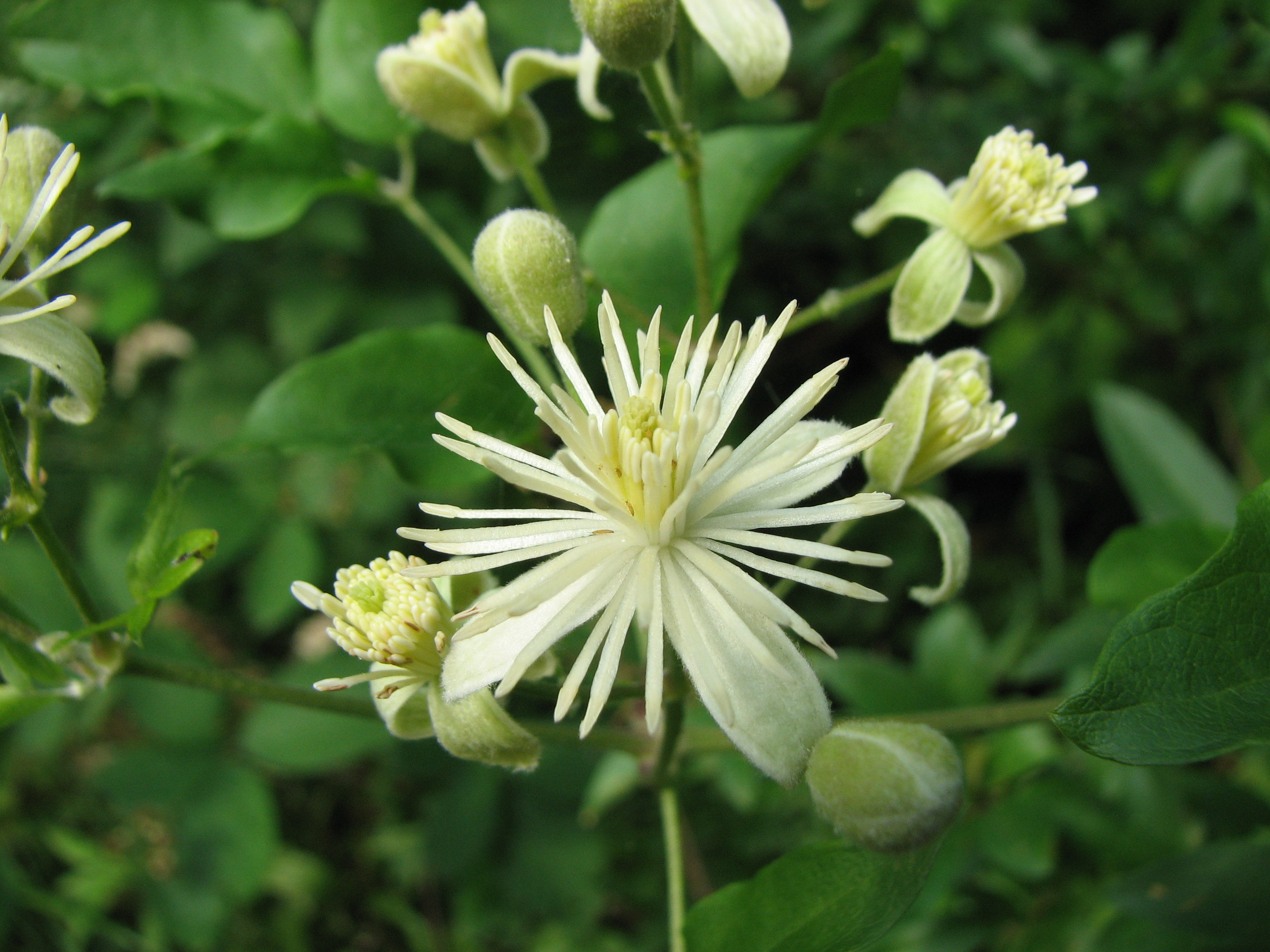 Gewöhnliche Waldrebe