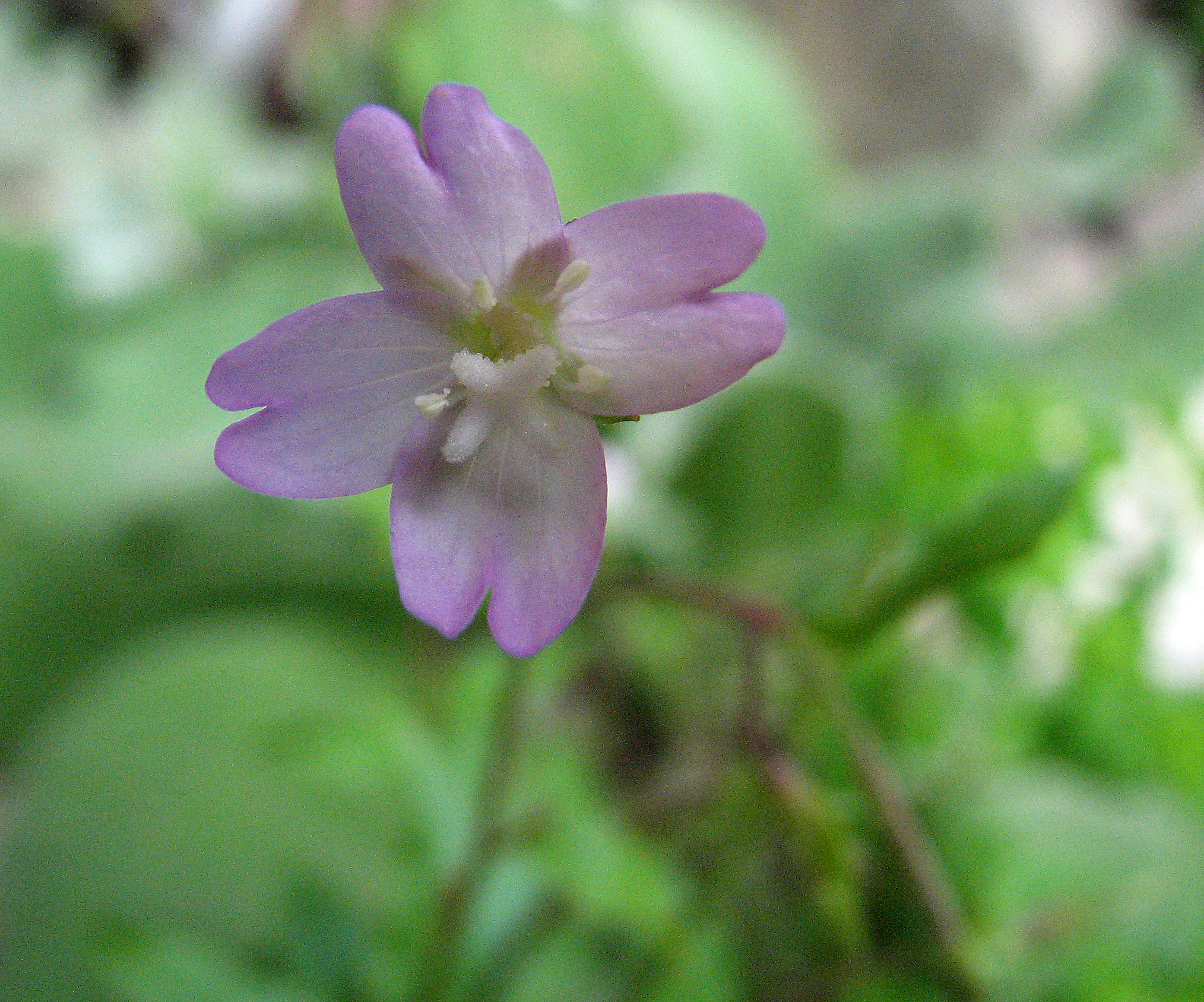 Kleinblütiges Weidenröschen