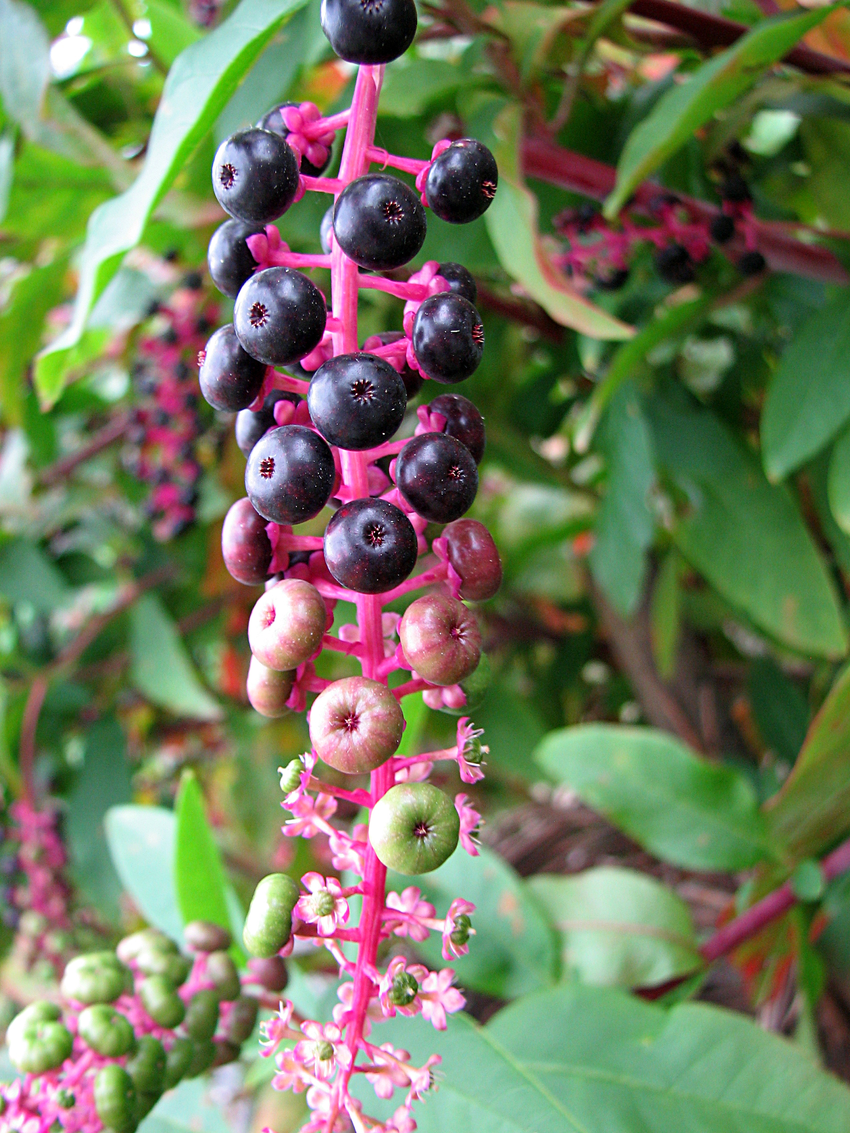 Amerikanische Kermesbeere