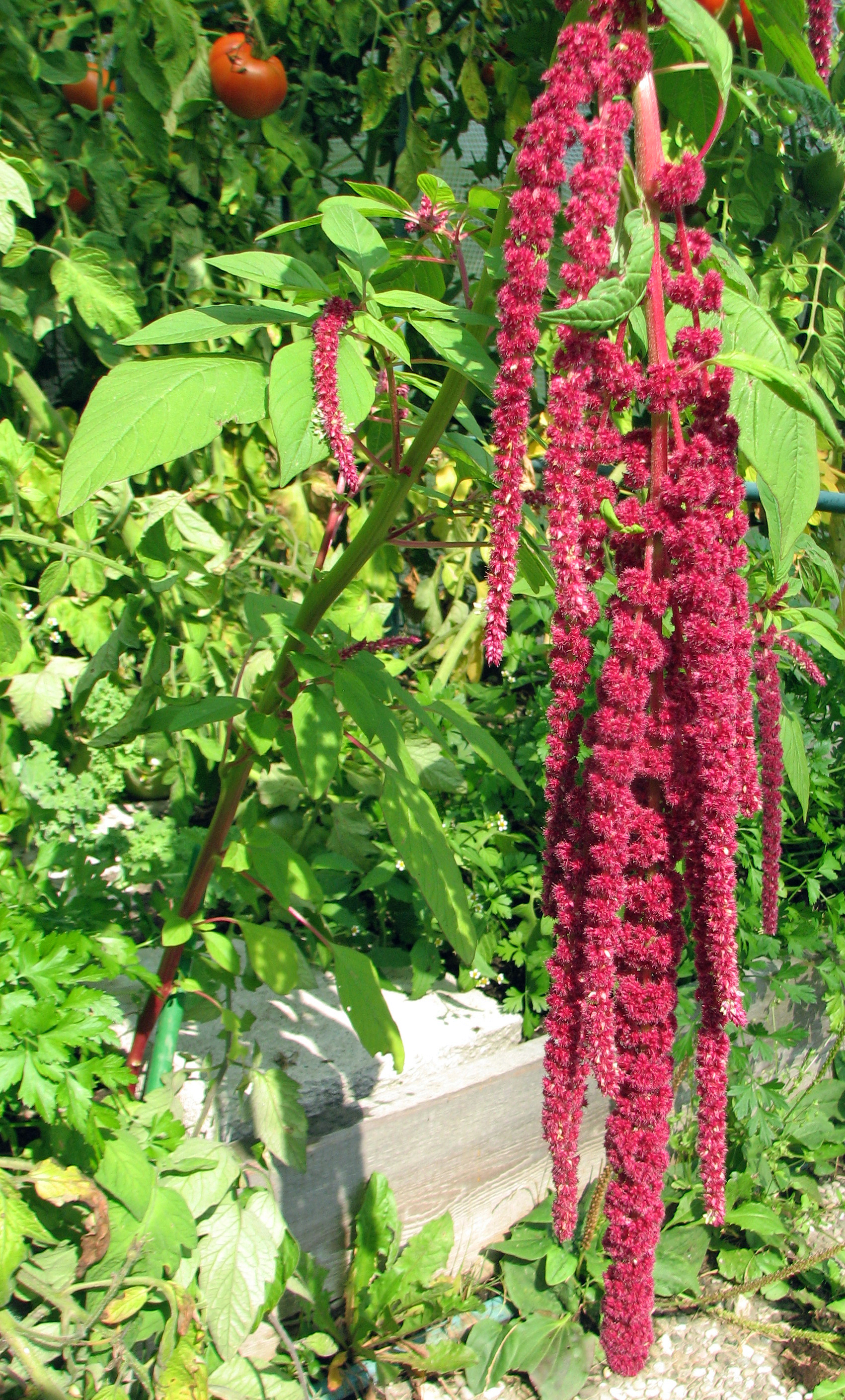 Amaranth