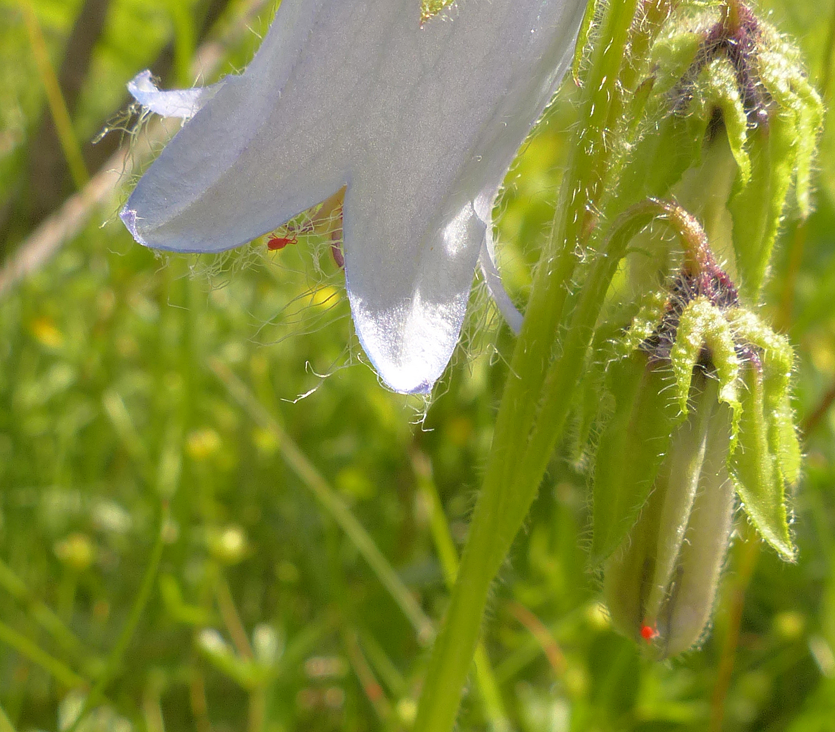Bärtige Glockenblume