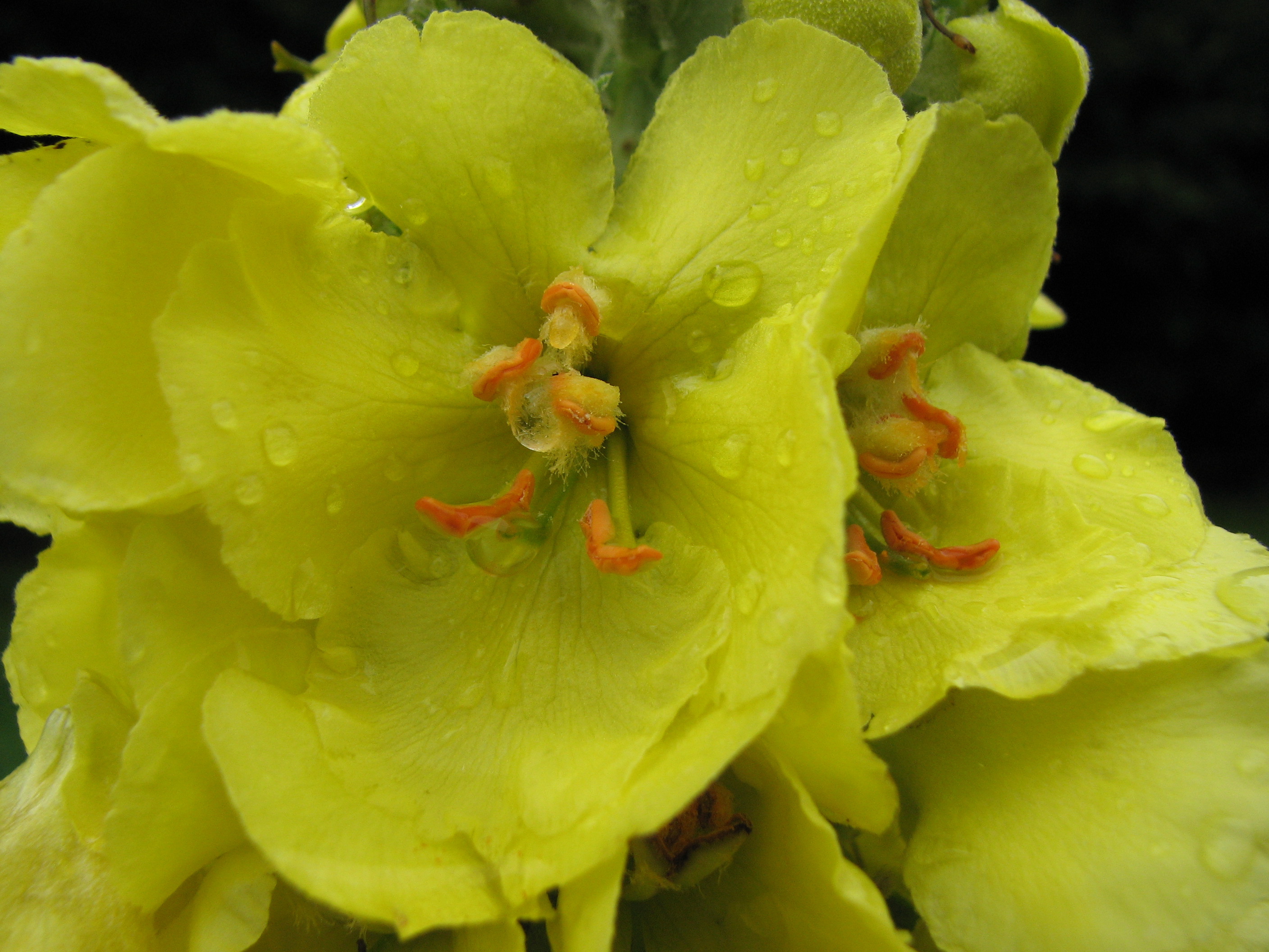 Großblütige Königskerze