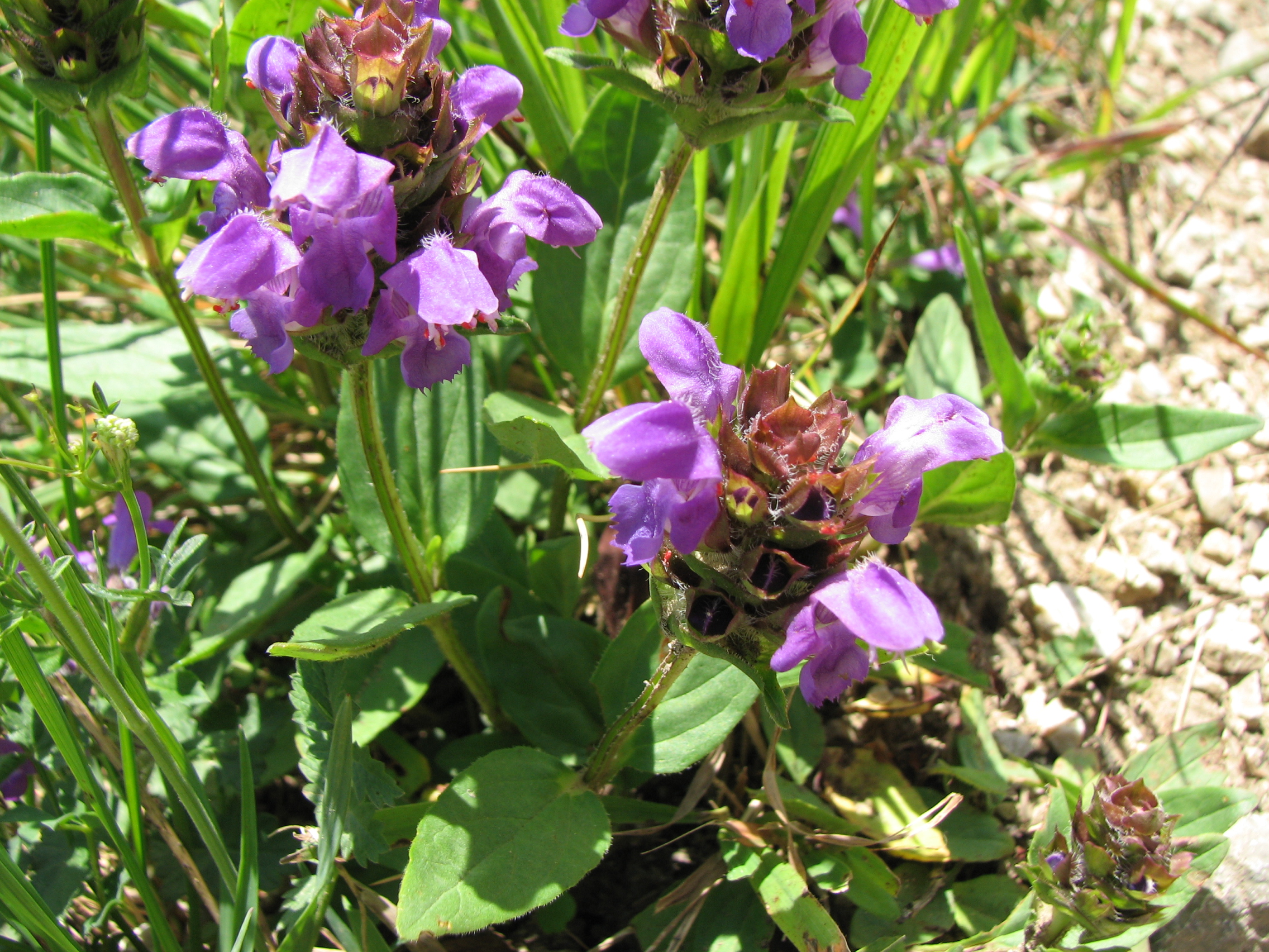 Großblütige Braunelle