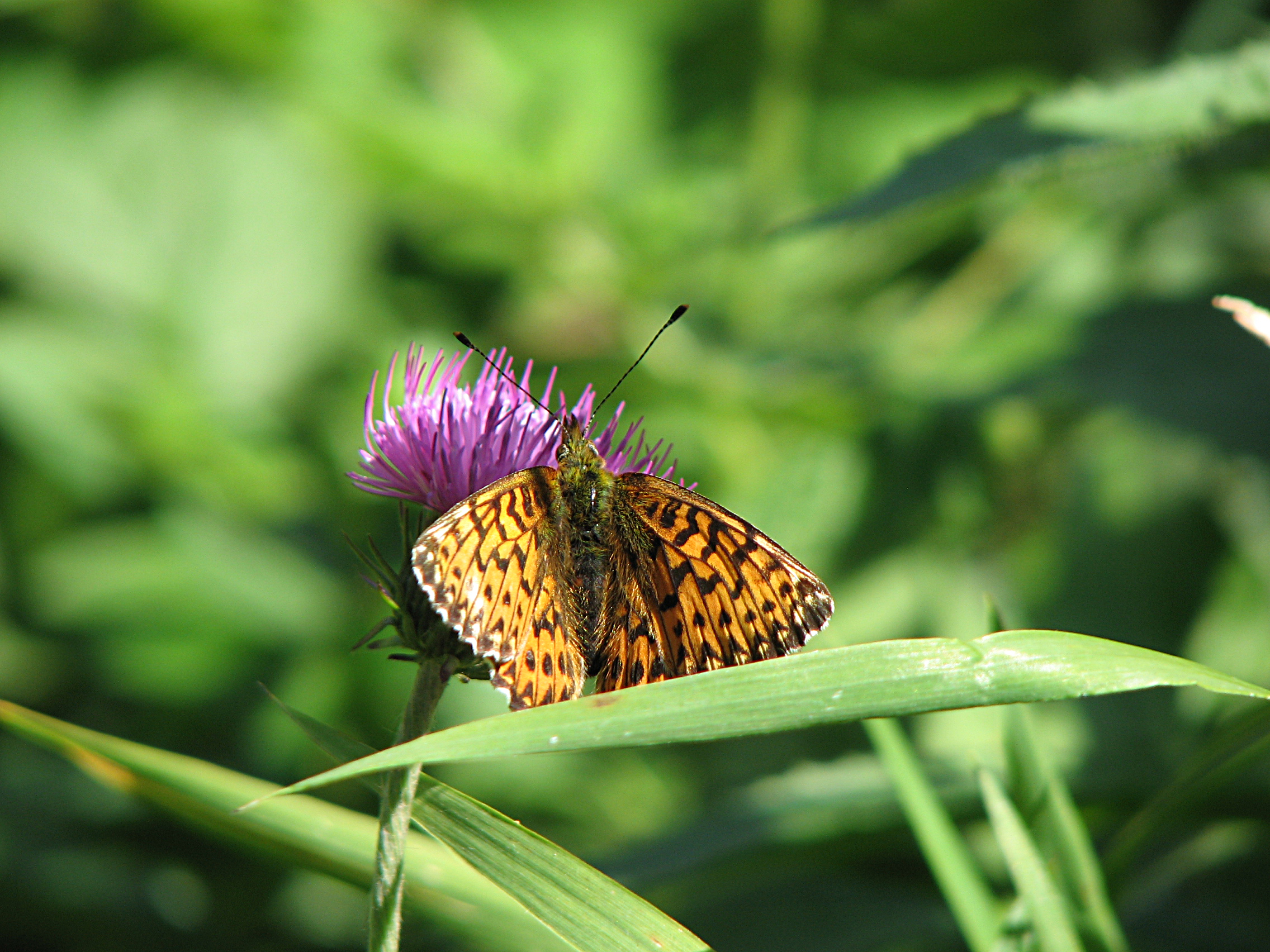 Gewöhnliche Bergdistel