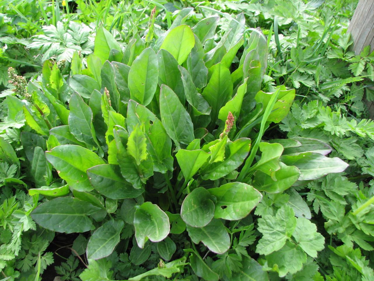 Frankfurter Grüne Soße