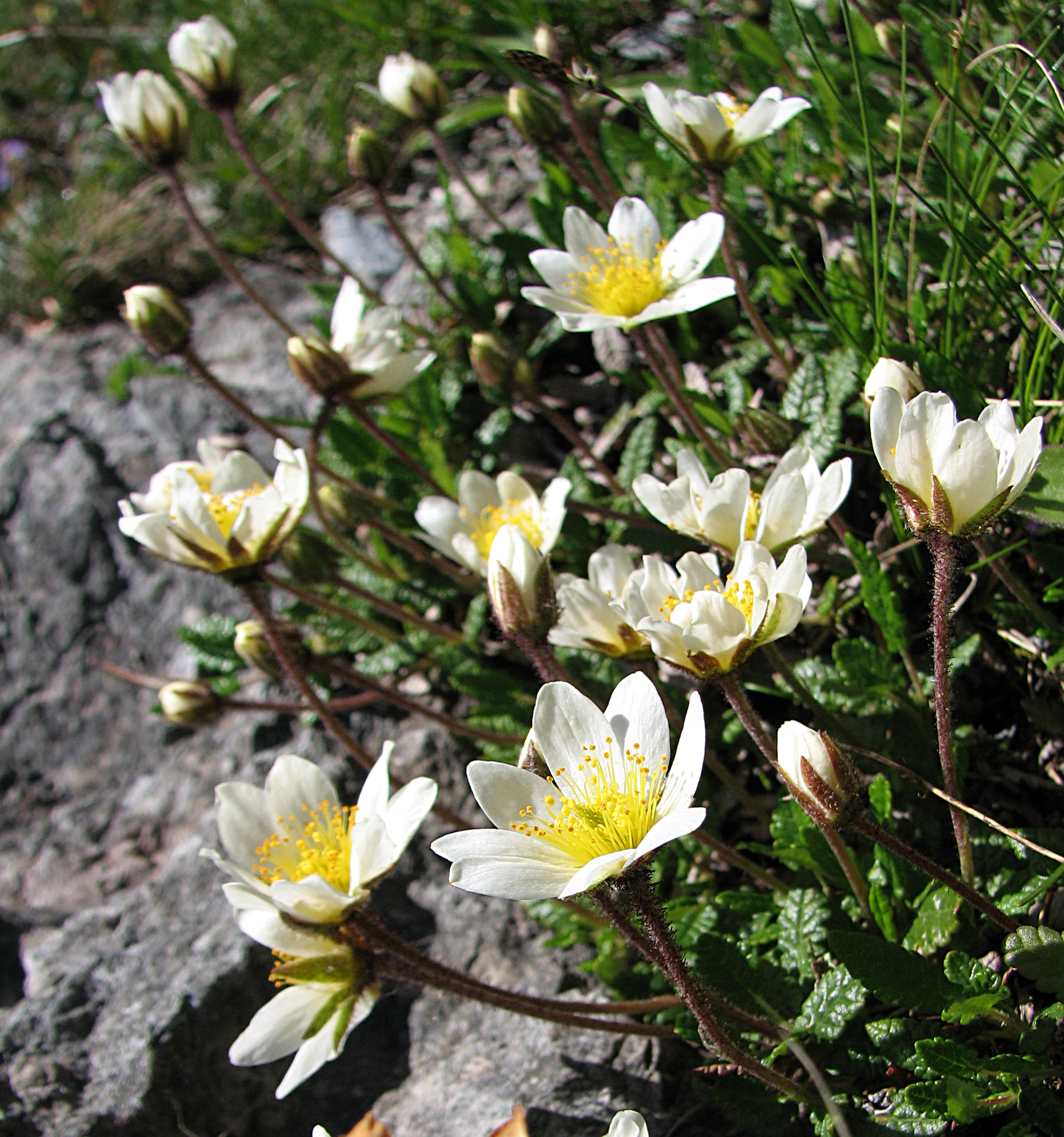 Silberwurz