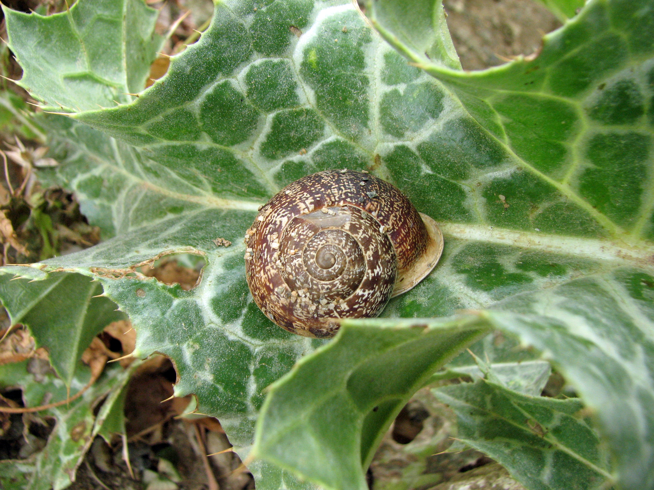 Mariendistel