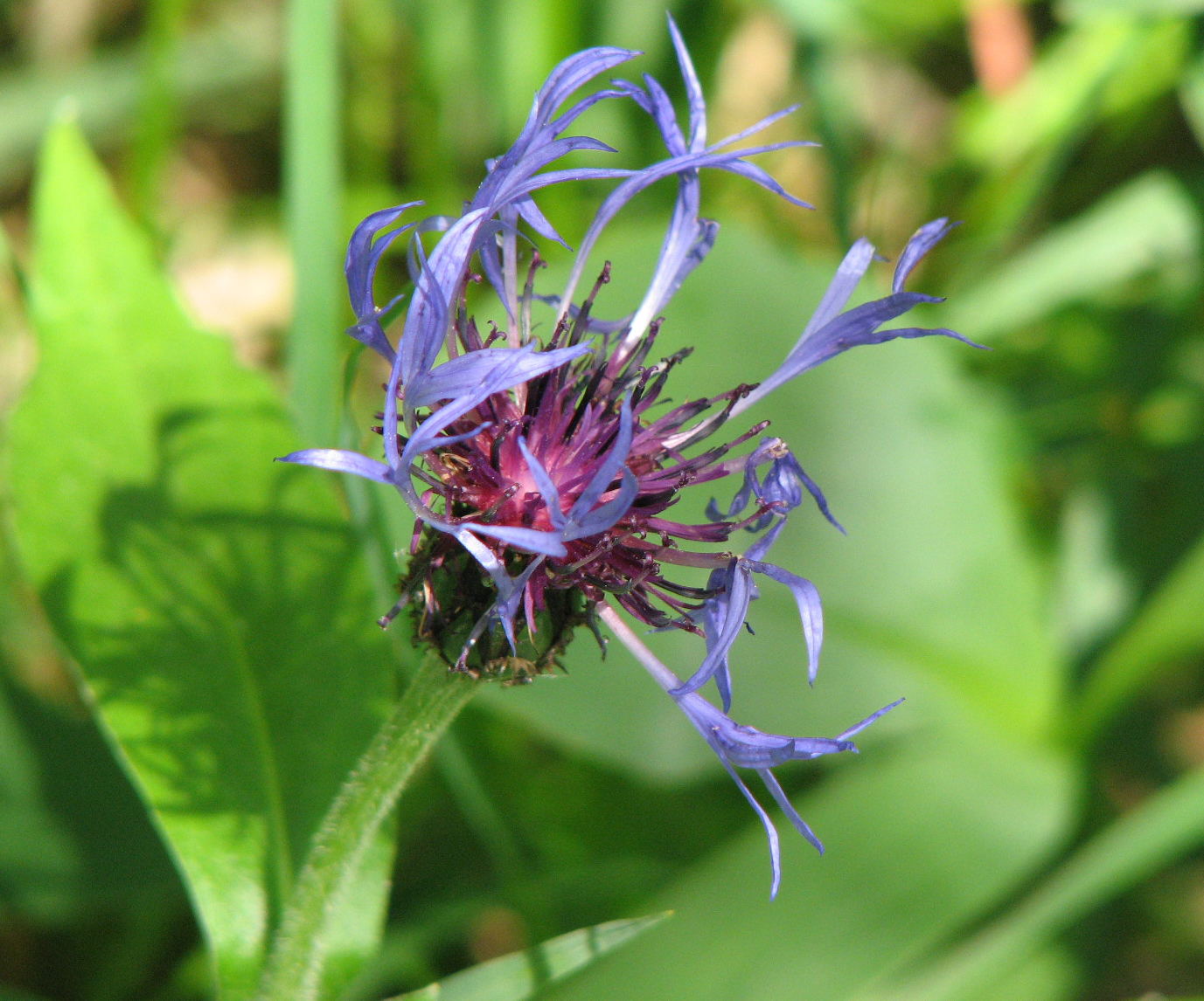 Bergflockenblume