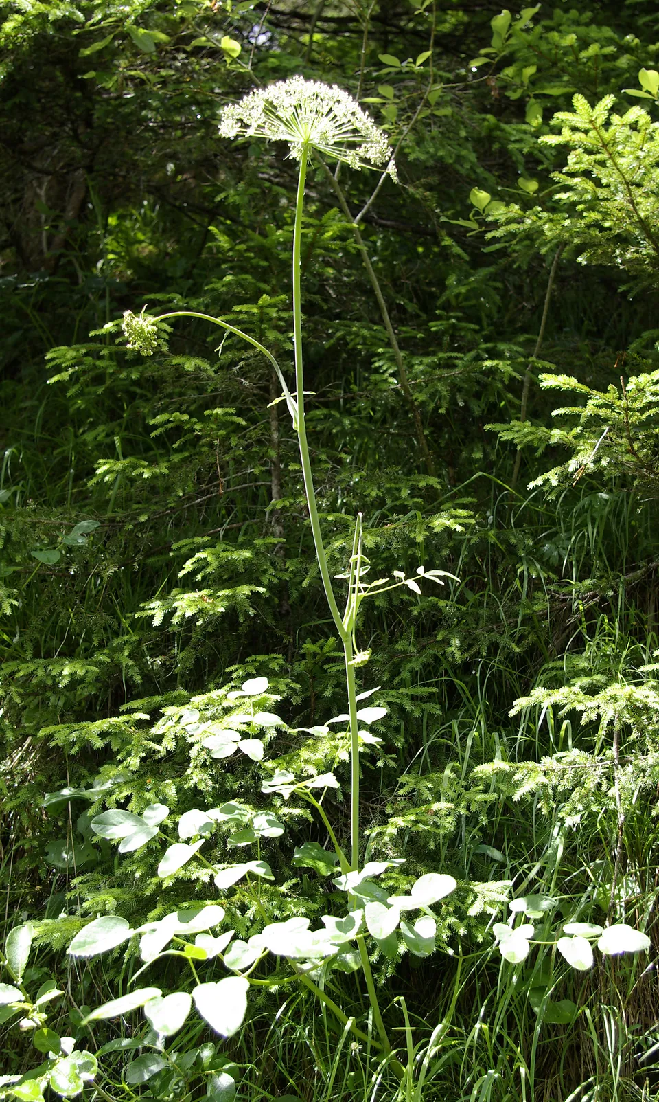 Breitblättriges Laserkraut