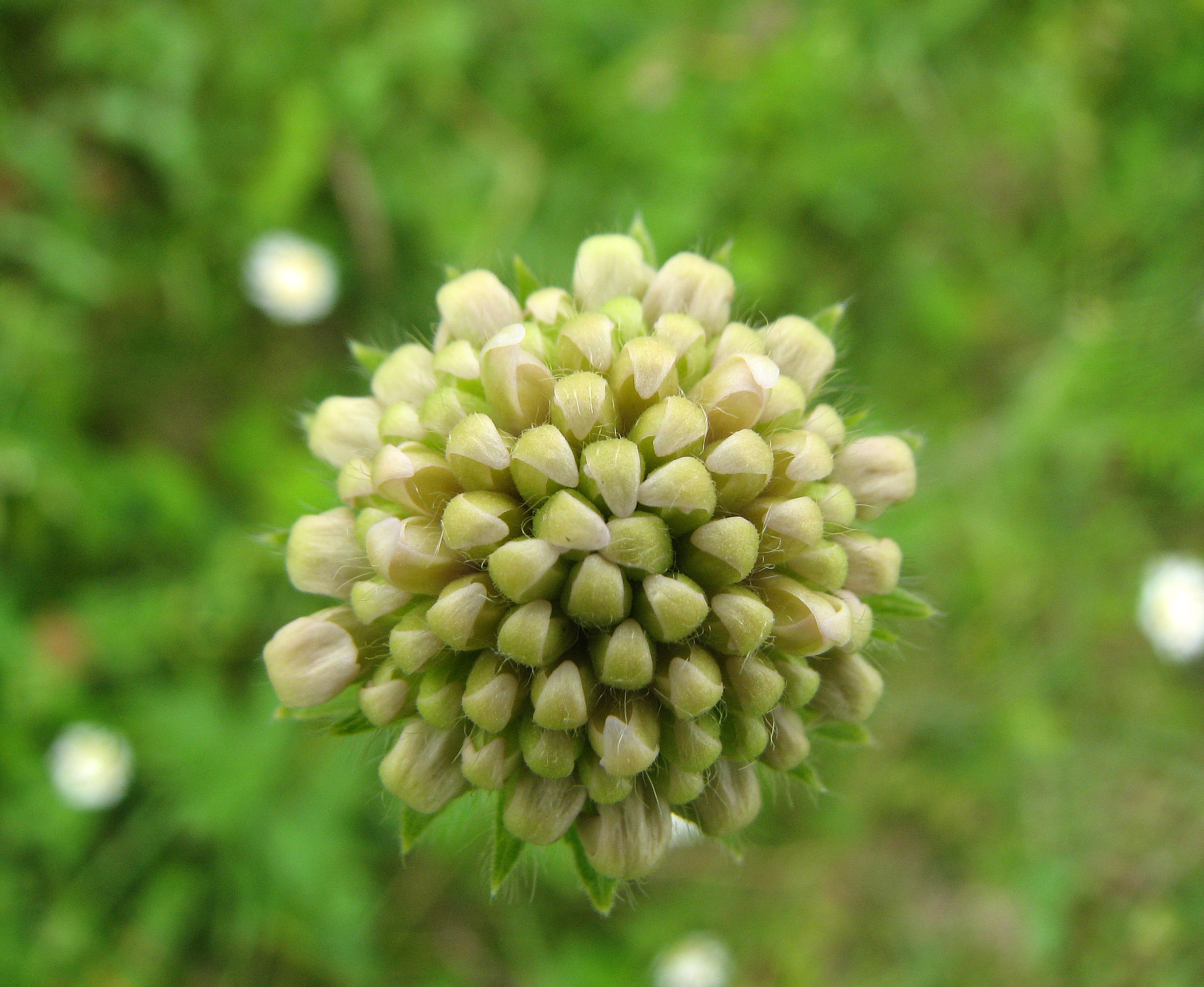 Wiesenwitwenblume