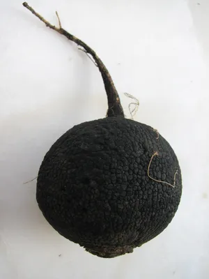 Schwarzer Winterrettich