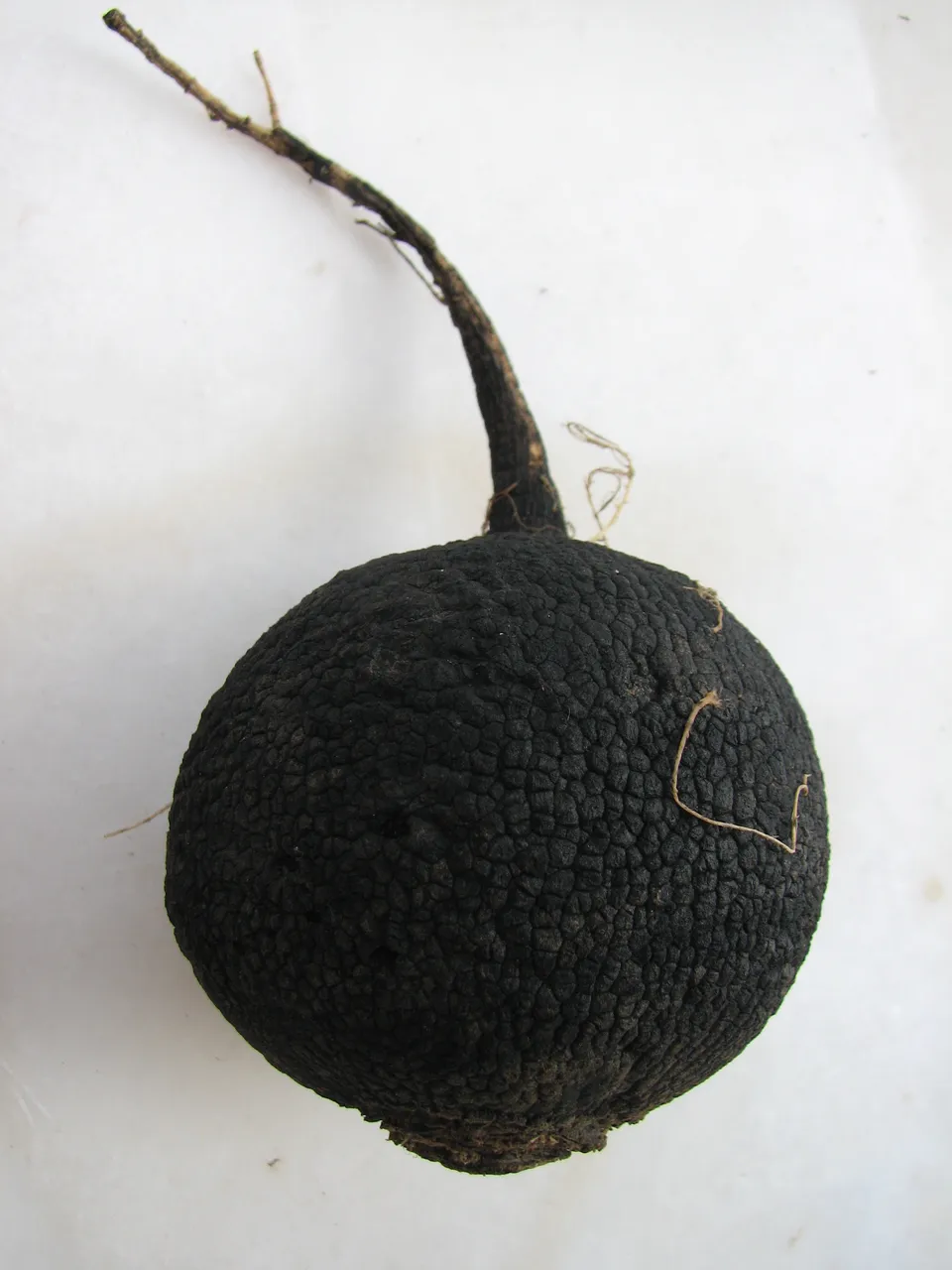 Schwarzer Winterrettich