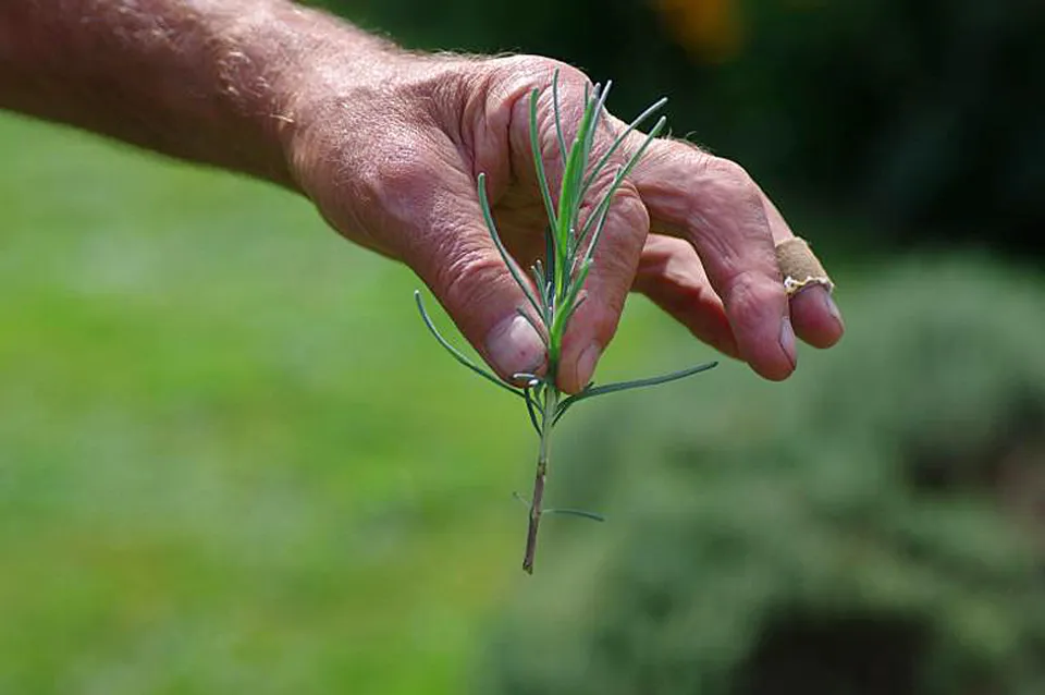 Pflanzen vermehren durch Stecklinge, Ausläufer, Absenker, Teilung
